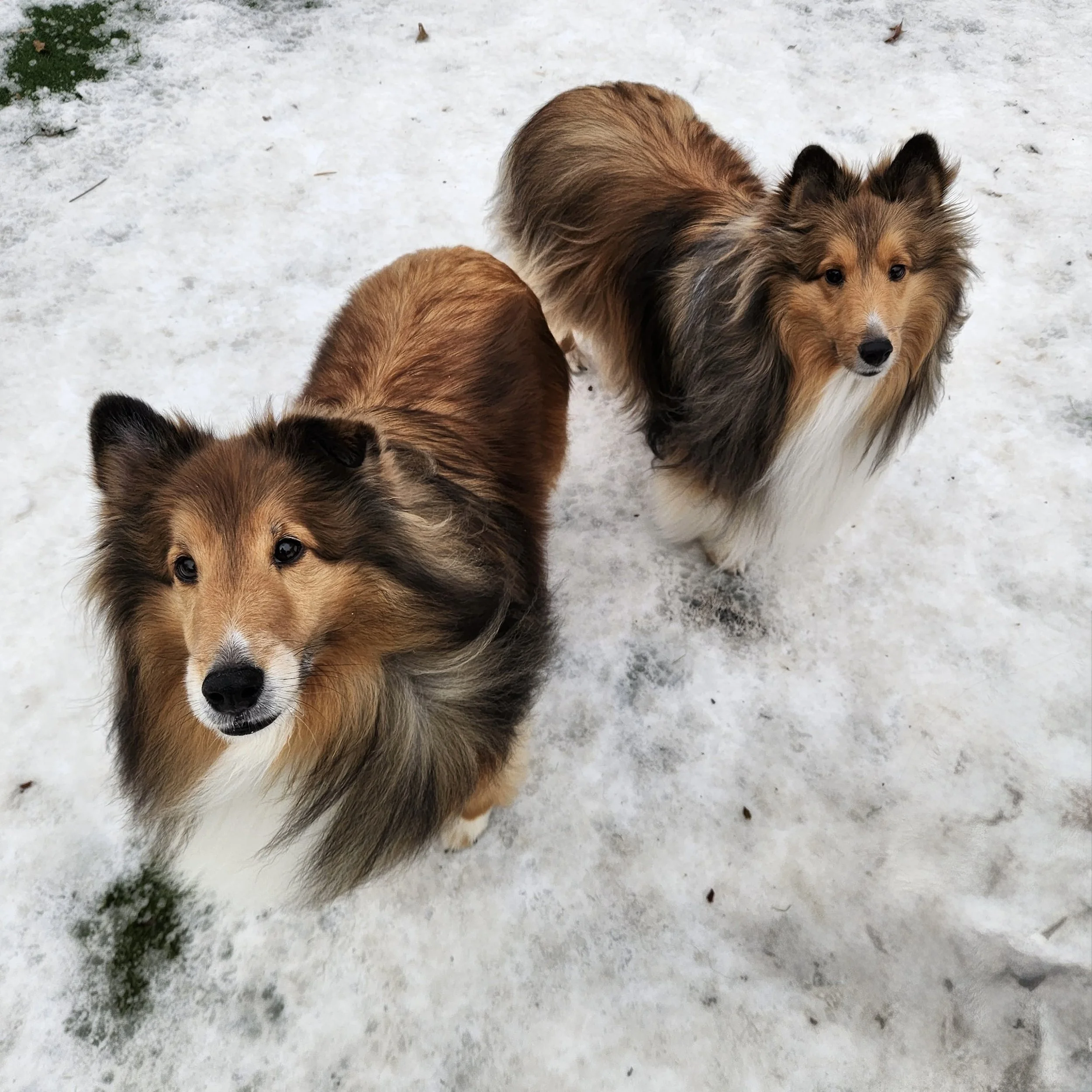 Two Shetland Sheepdogs standing on snow-covered ground, looking up at the camera at a dog boarding facility in Omaha, NE