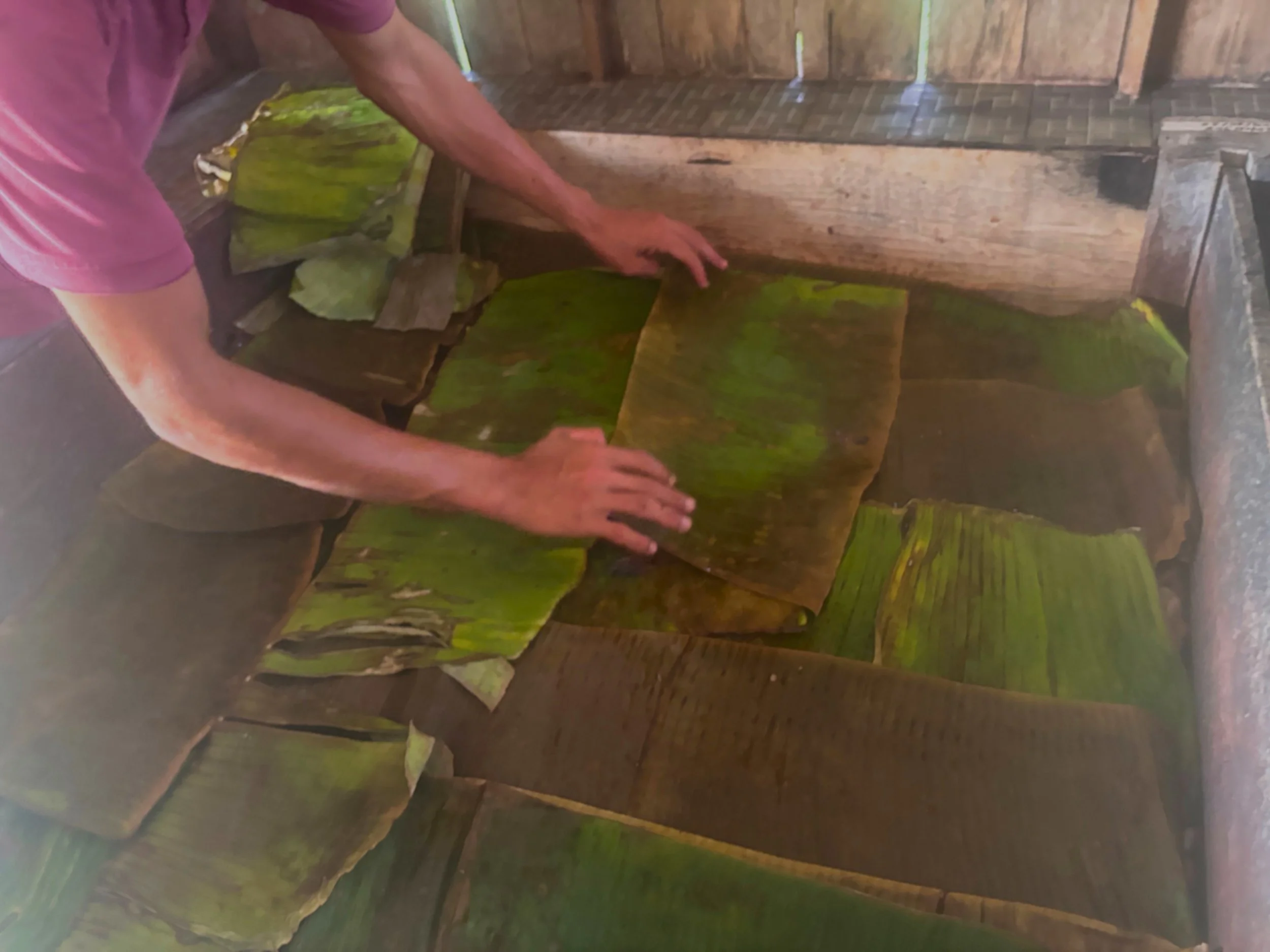 Banana leaves cover a fermentation box at Kampura