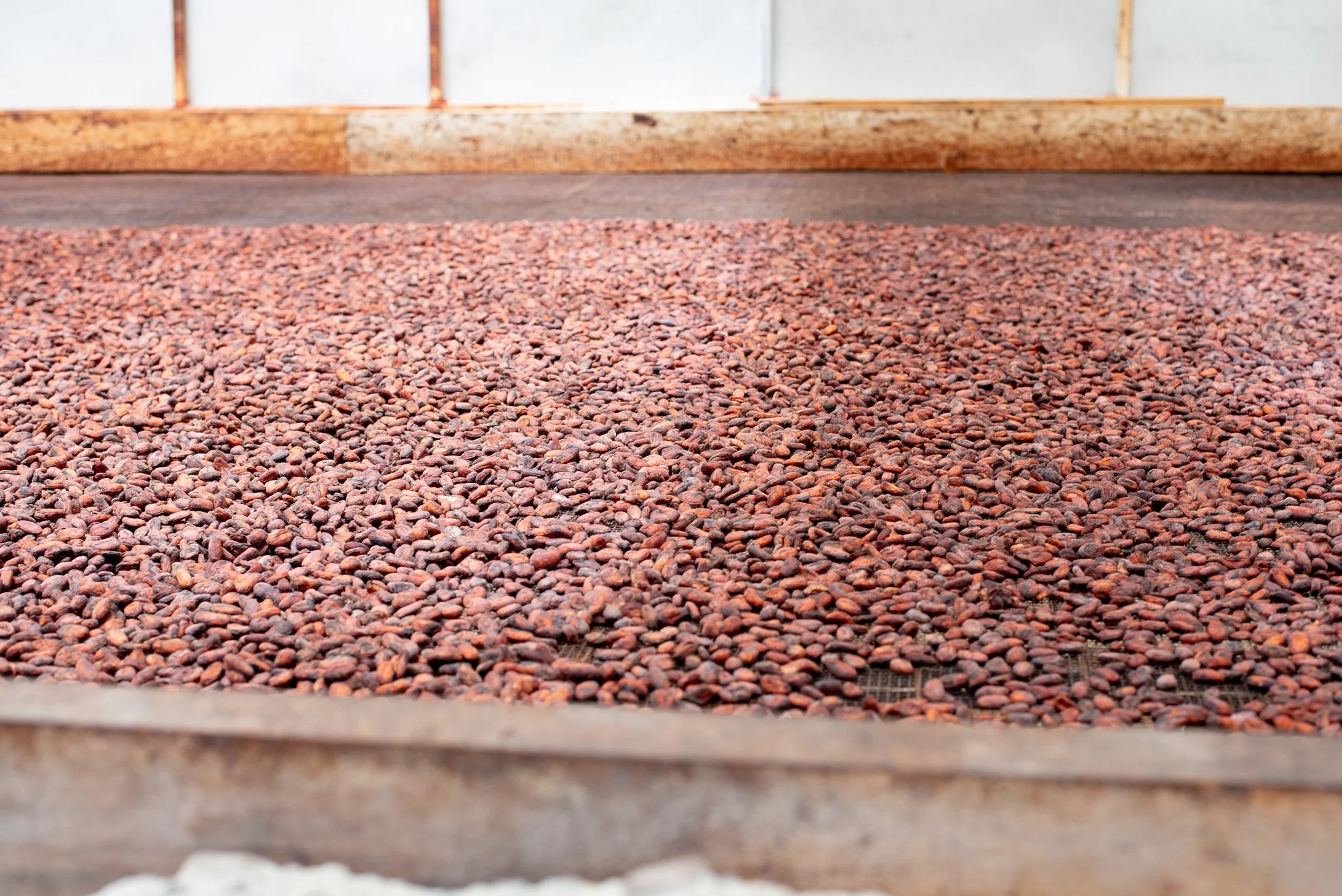 Cacao drying in Papua New Guinea