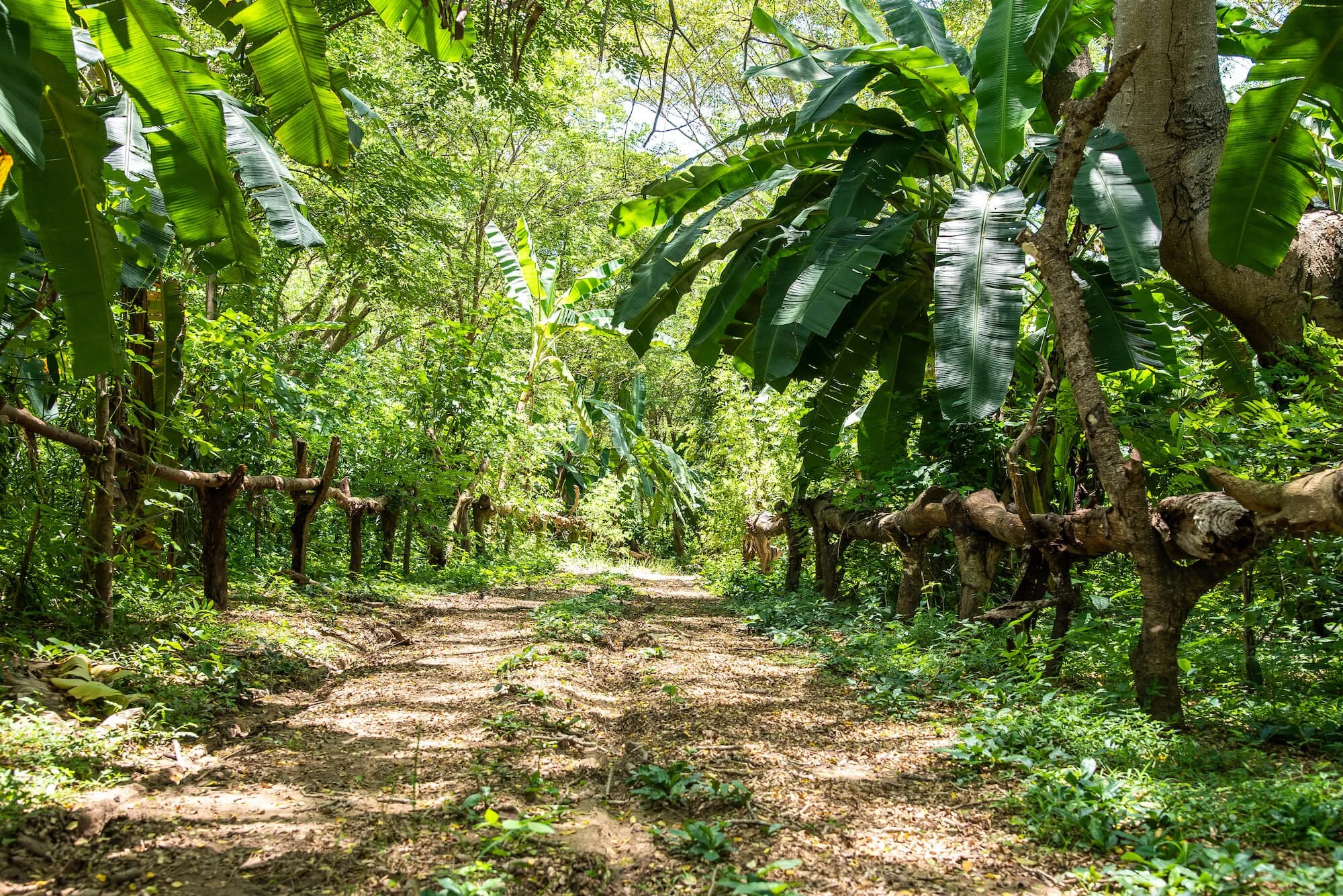 Why Beyond Good is Making Chocolate in Africa to Disrupt the Supply Chain