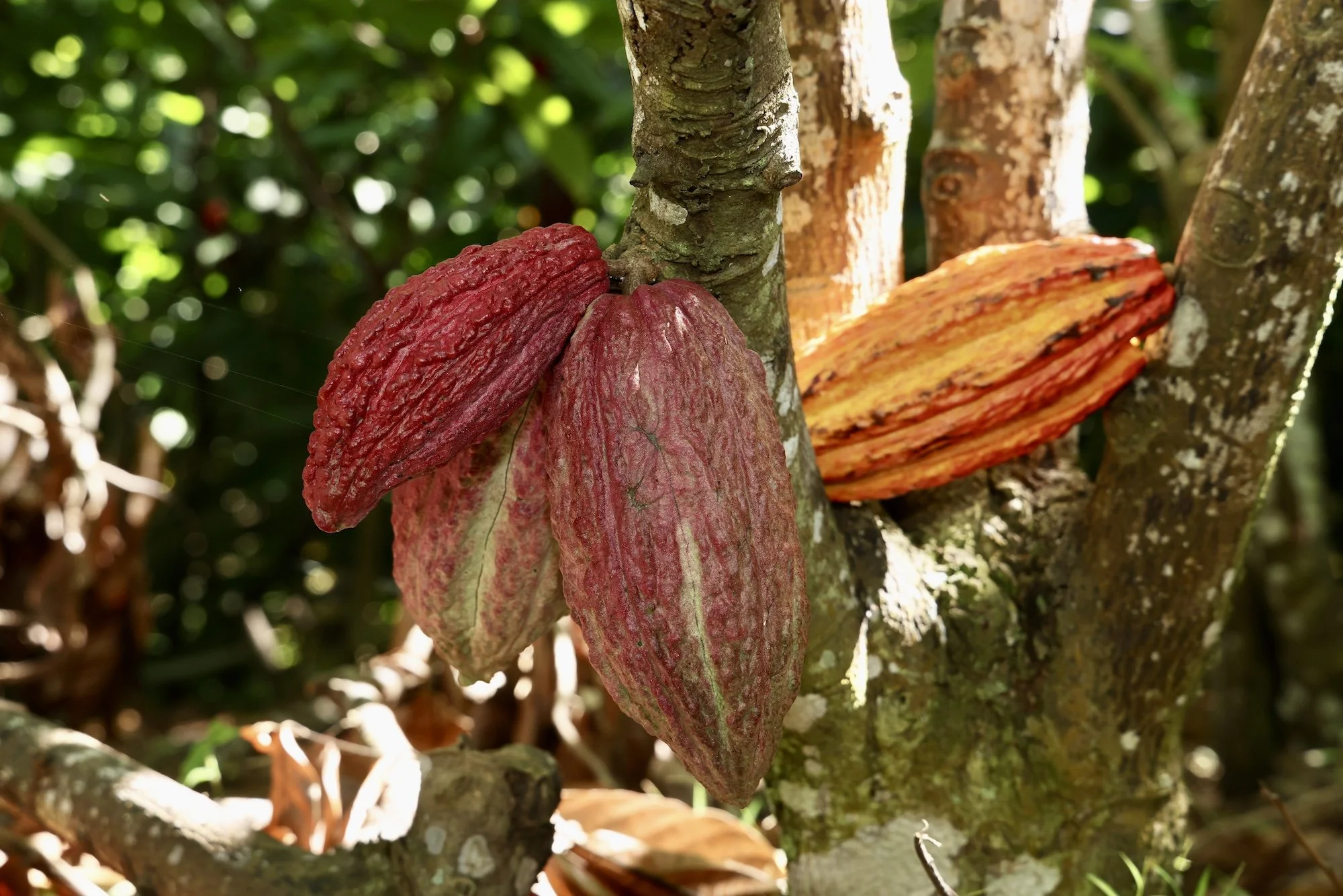 Hacienda Jeanmarie and Puerto Rico’s Cacao Revival