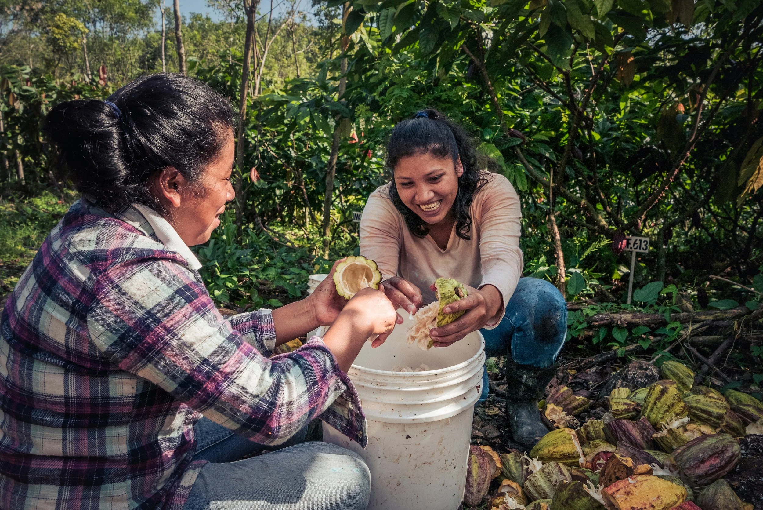 Not All Cacao Should Be Fermented