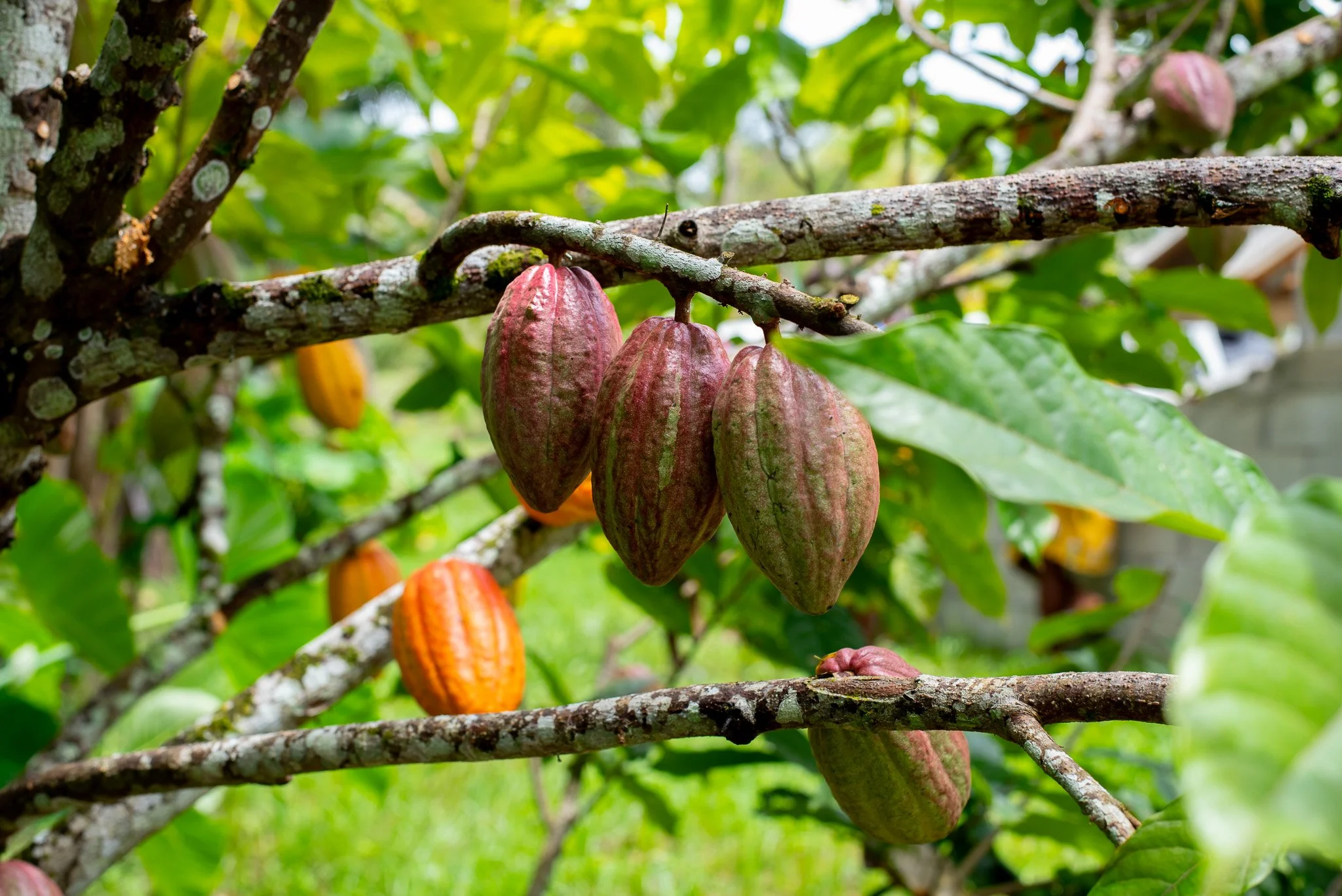 The Search for Papua New Guinea’s Finest Cacao