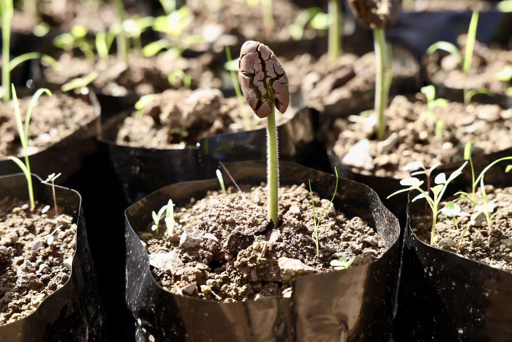 Sprouting cacao at Hacienda Jeanmarie