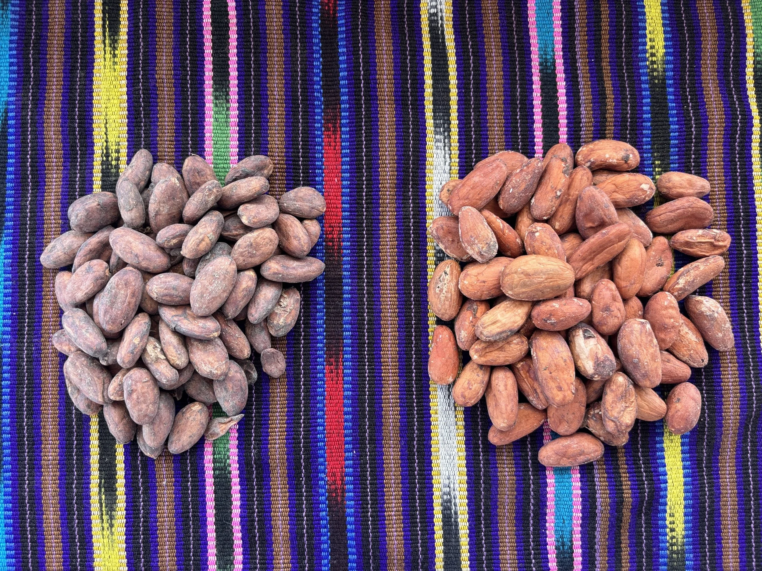 Fully fermented cacao, left. Lavado, right.