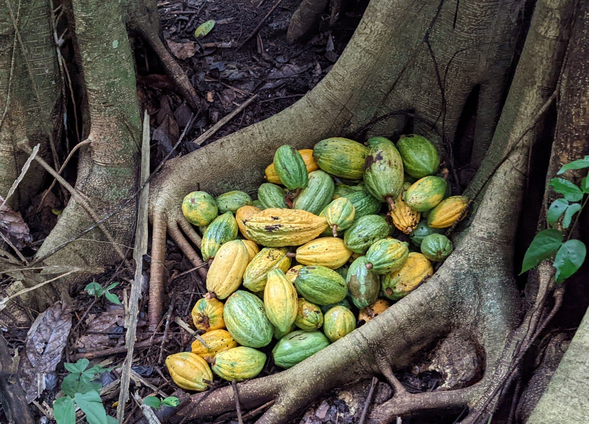 Storing wild cacao pods in tree roots