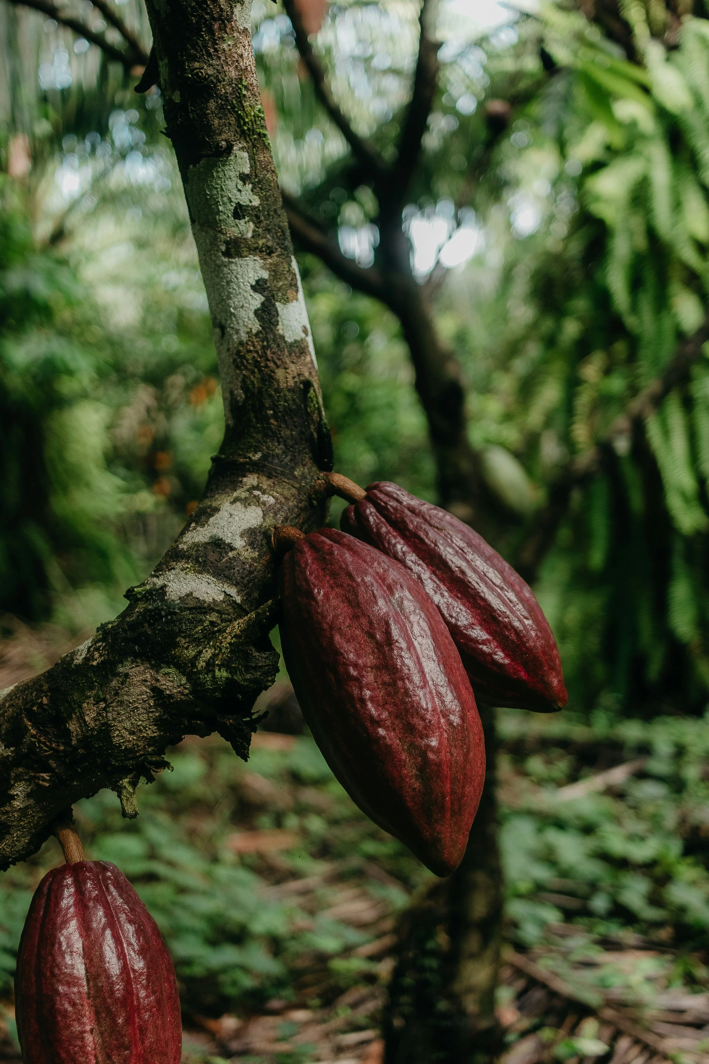 Cacao pod on the tree