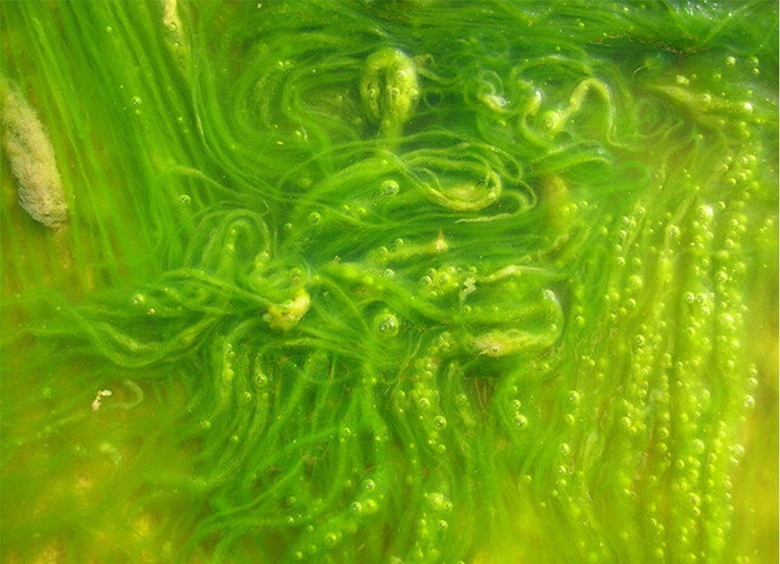 Элемент из водорослей. Водоросли нитчатка. Зеленые водоросли Chlorophyta. Морские синезеленые водоросли. Водоросли слизь.