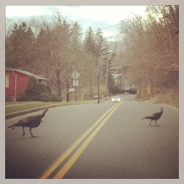 Wild turkeys