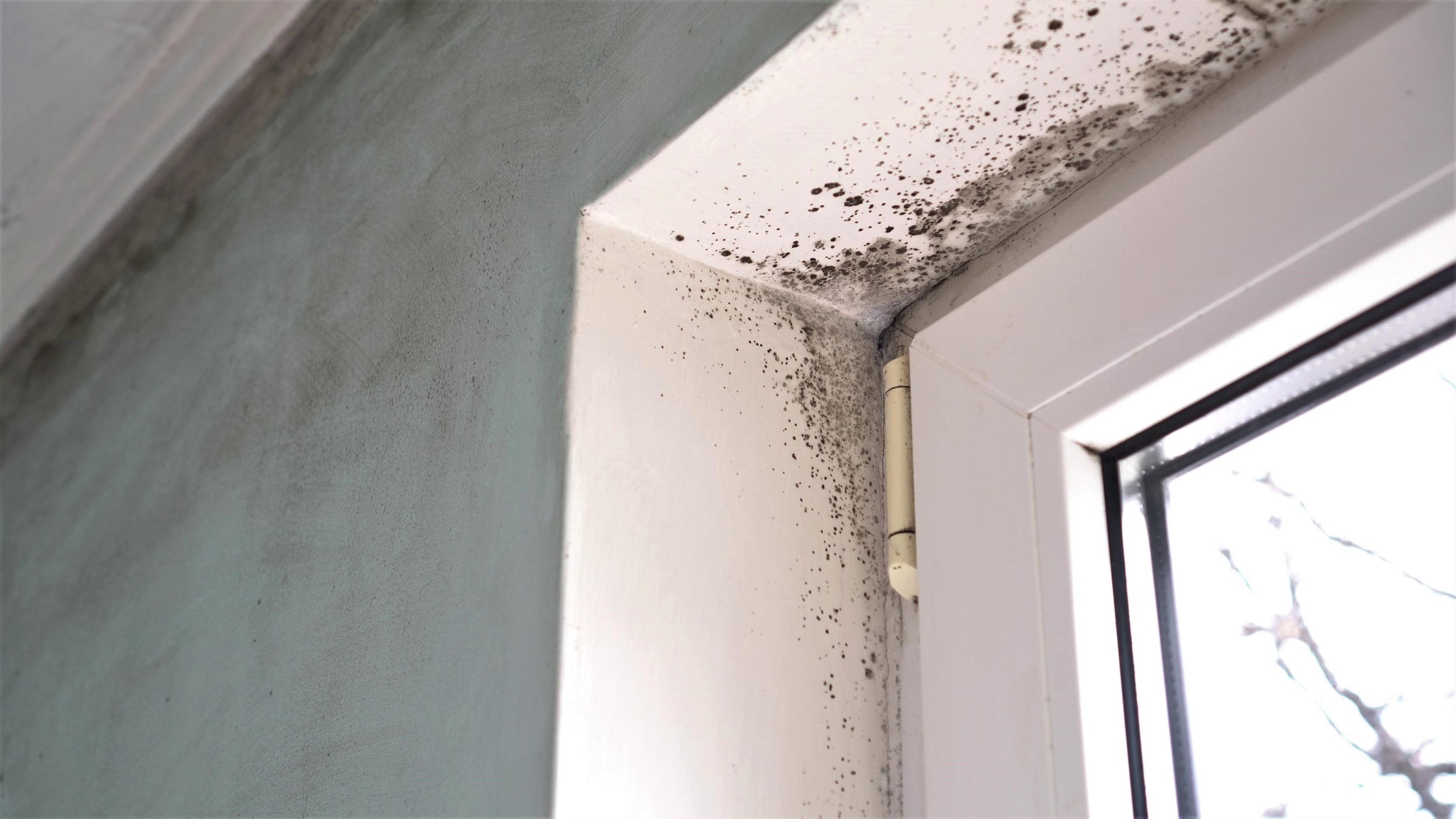 What Are the Four Stages for Water Removal Services in Santa Barbara?