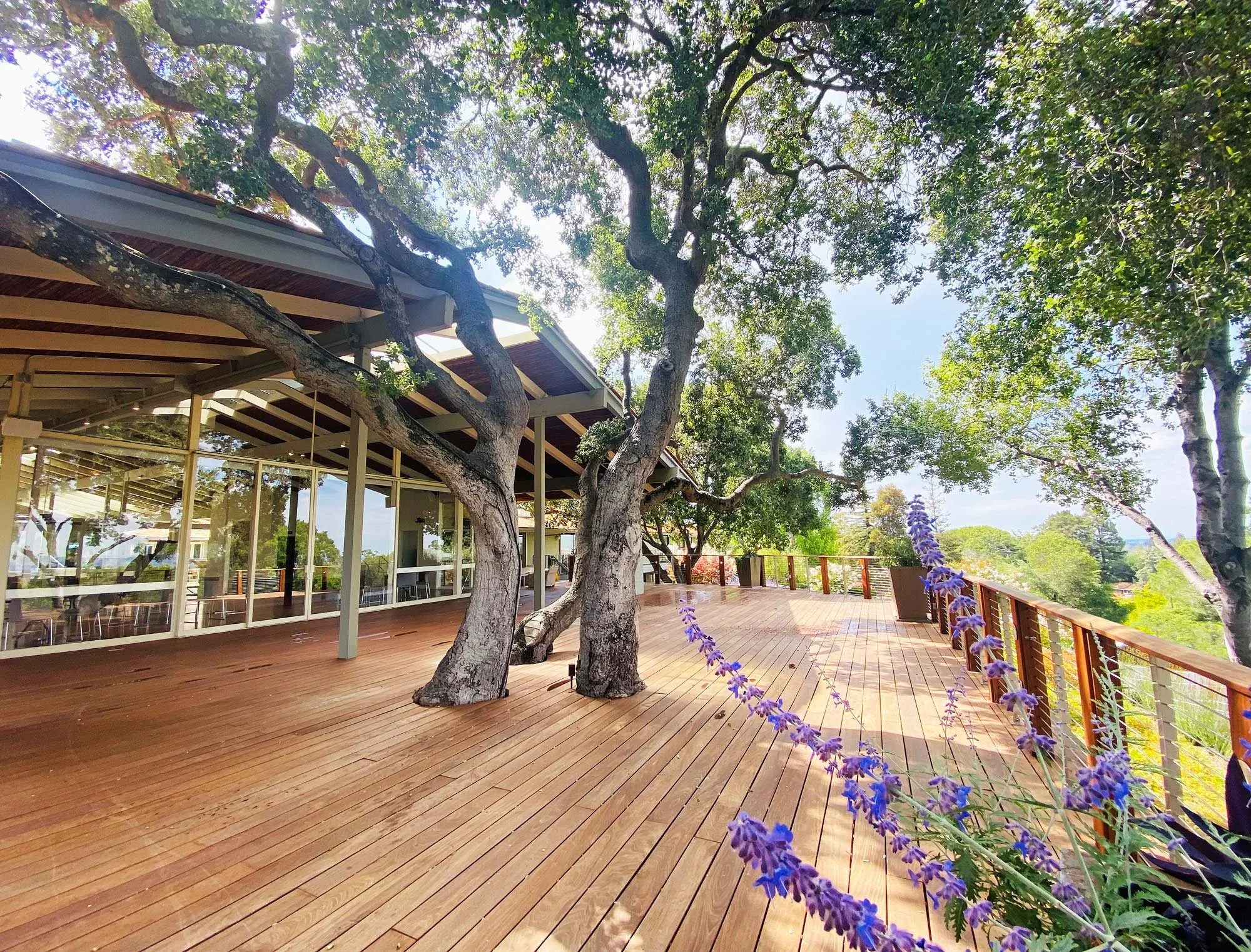 The large wooden Tree Deck with a magnificent tree growing right through it beside the tall windows of The Quad Conference Center.