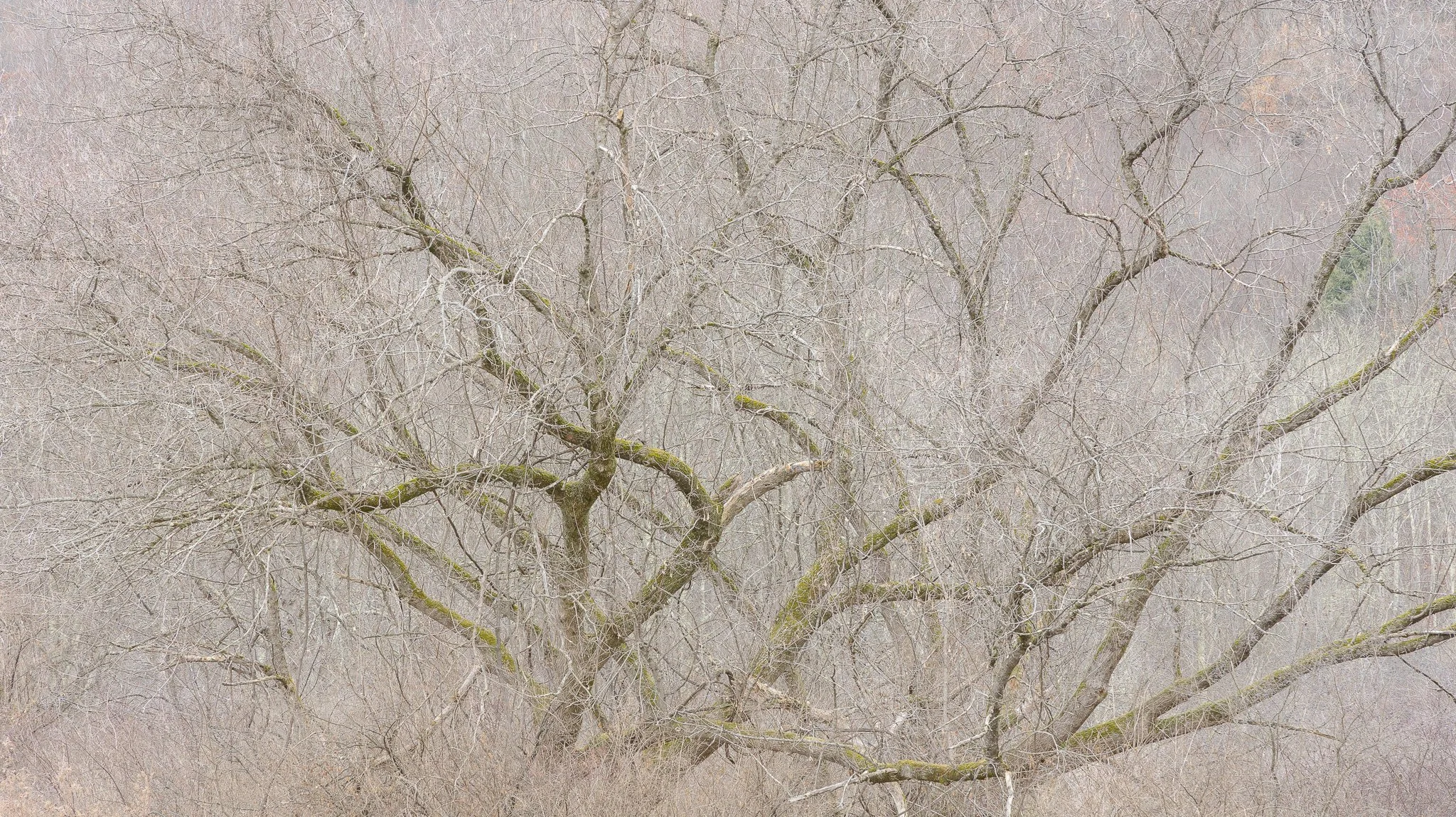 SERPENTS DEN | .2025