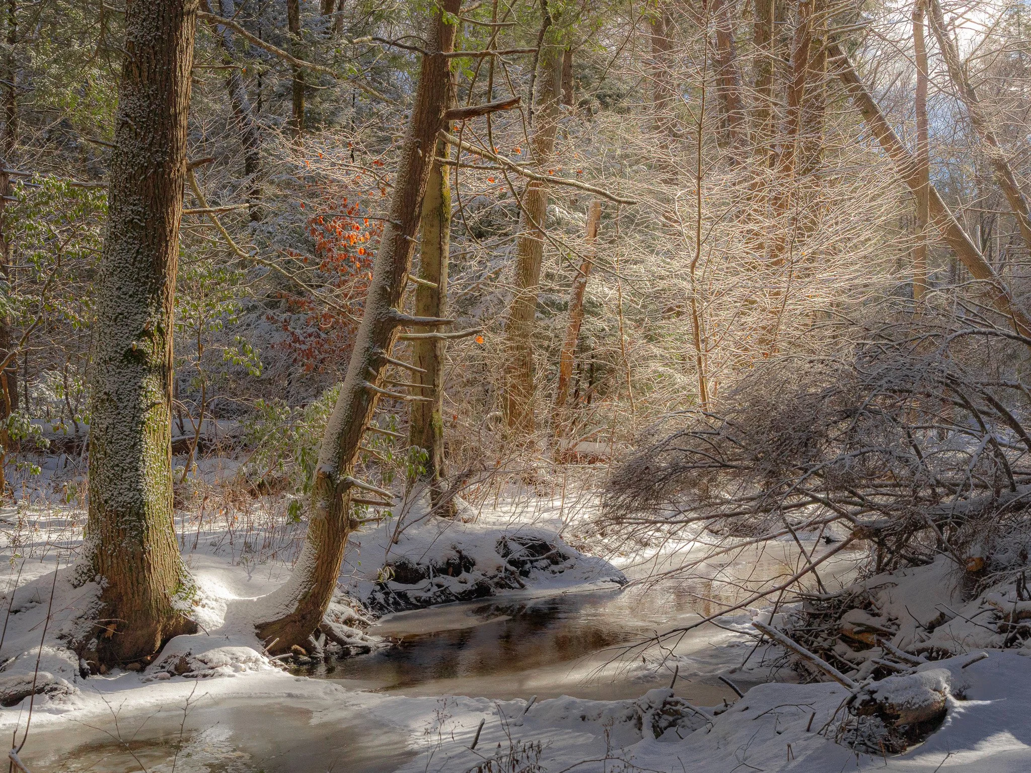 LAMP OF THE SNOWY FOREST | .2022