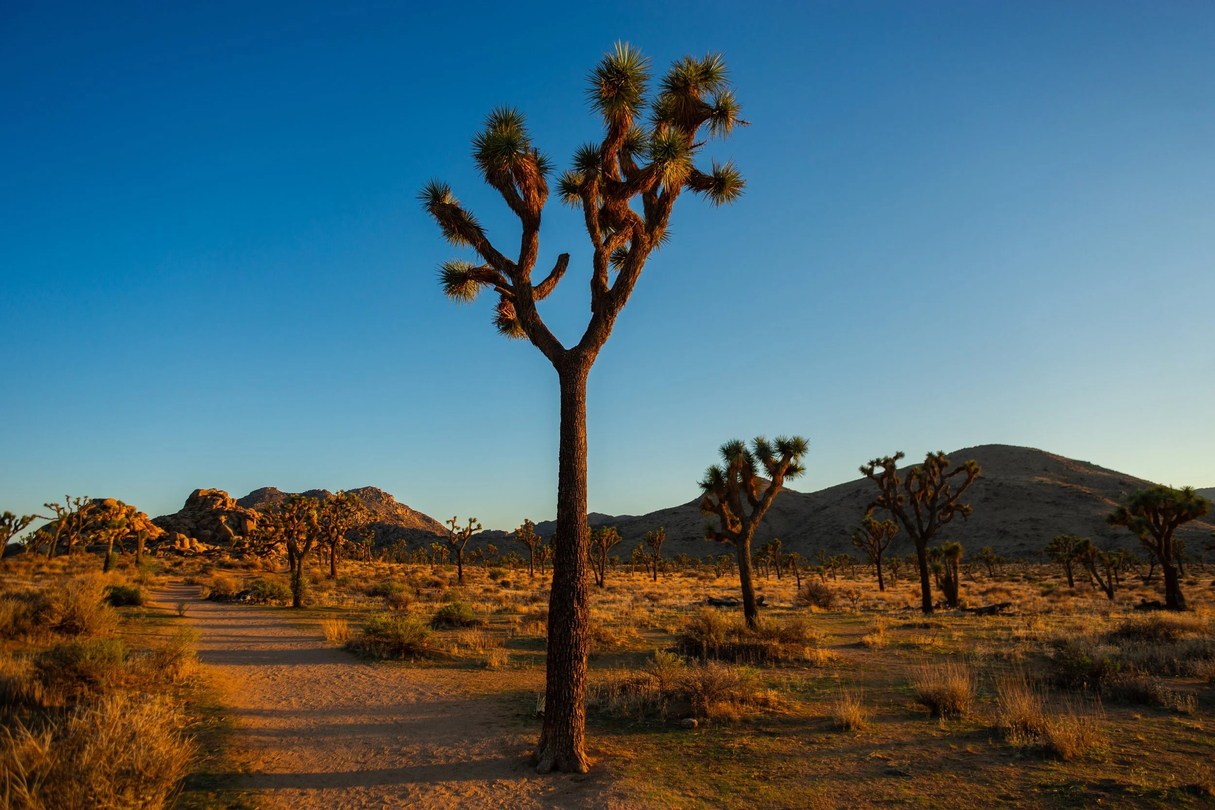 JoshuaTree2.jpg