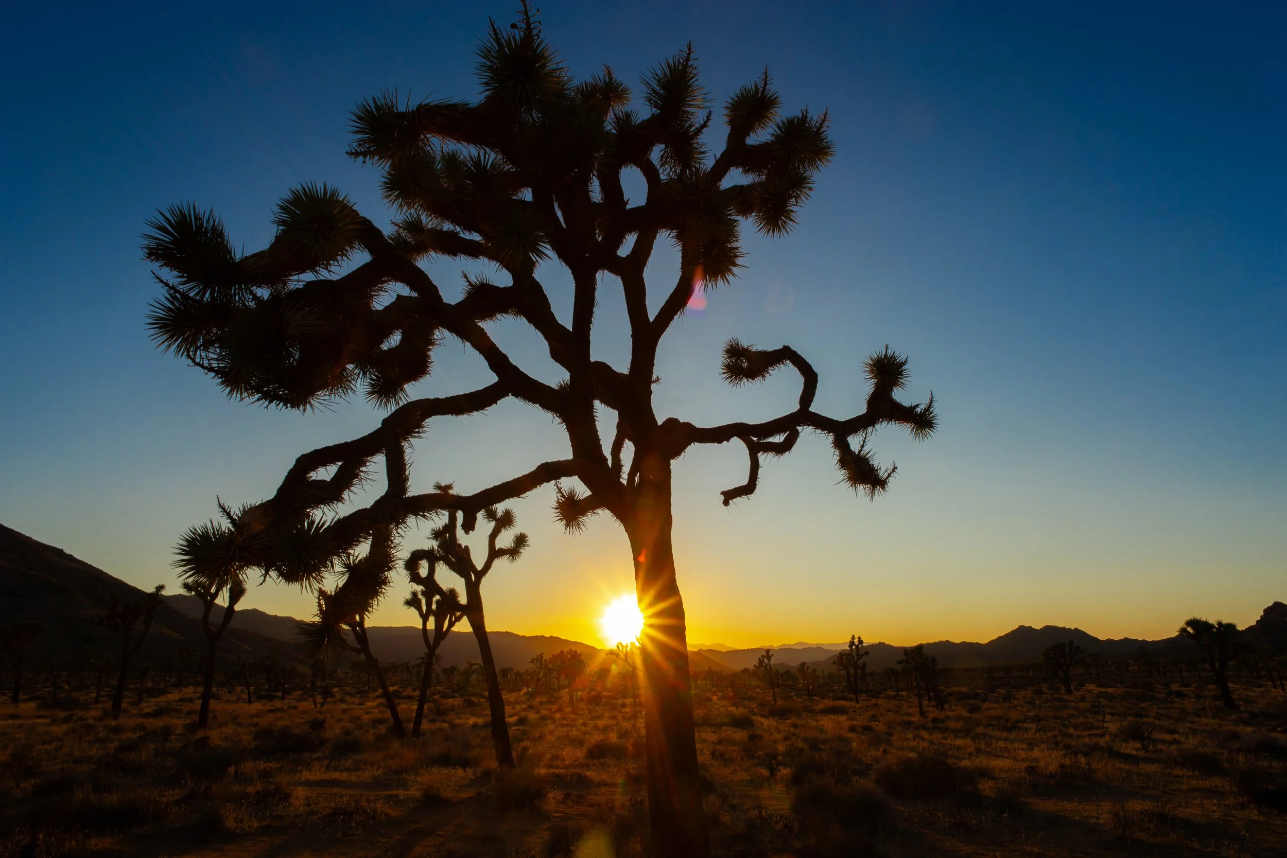 JoshuaTree1.jpg