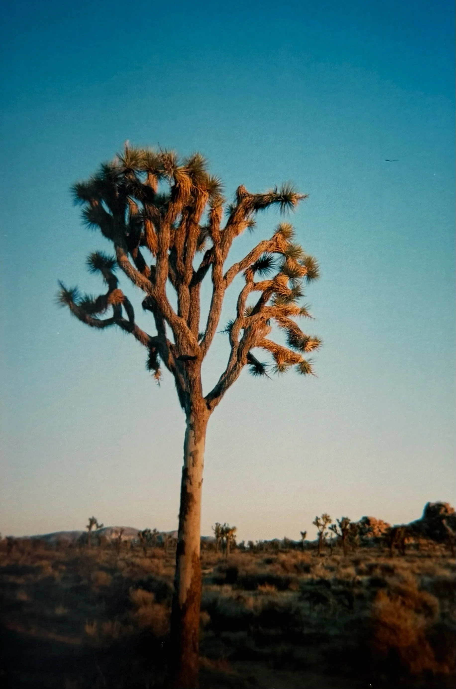 Film1.jpeg