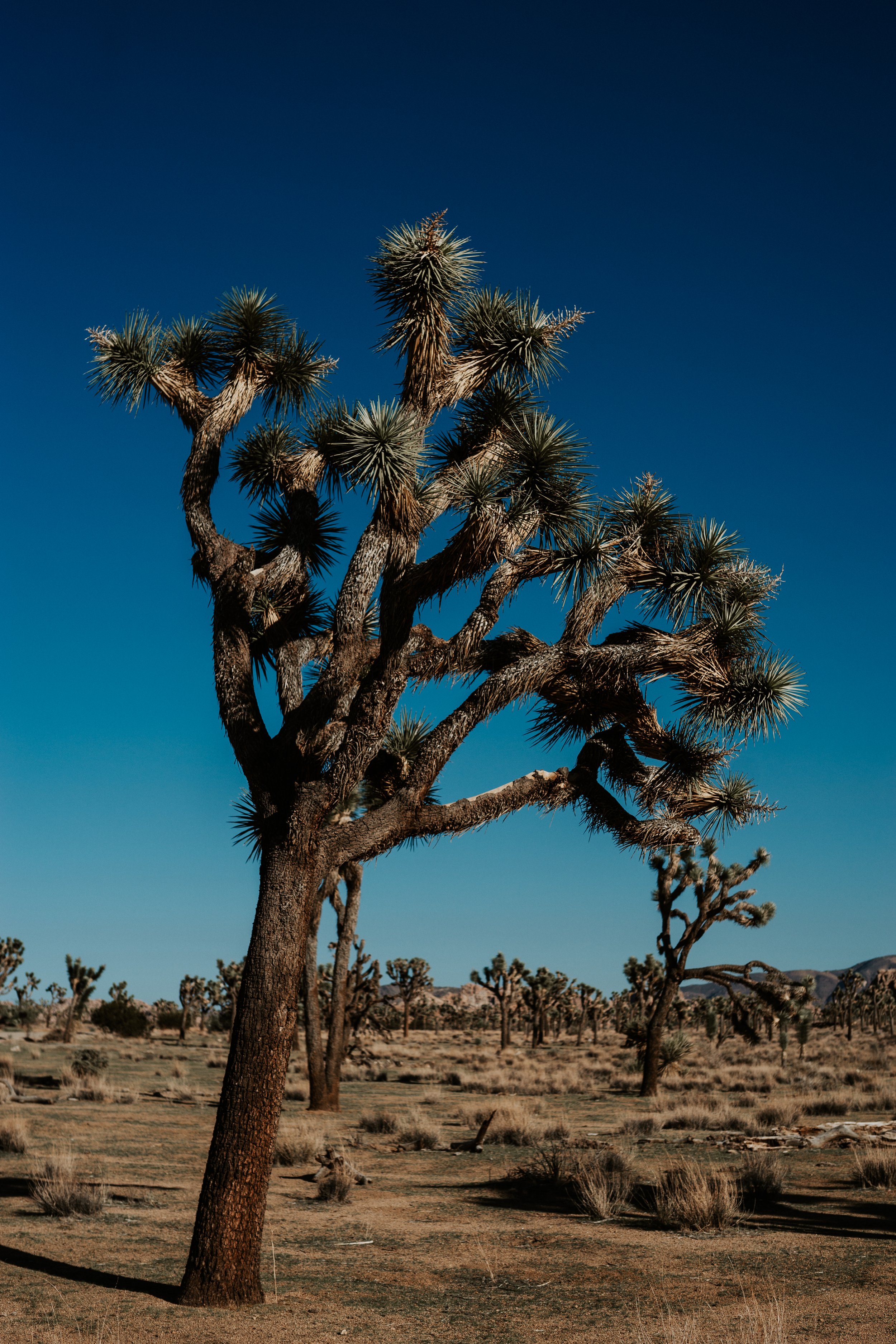 JoshuaTree6.jpg