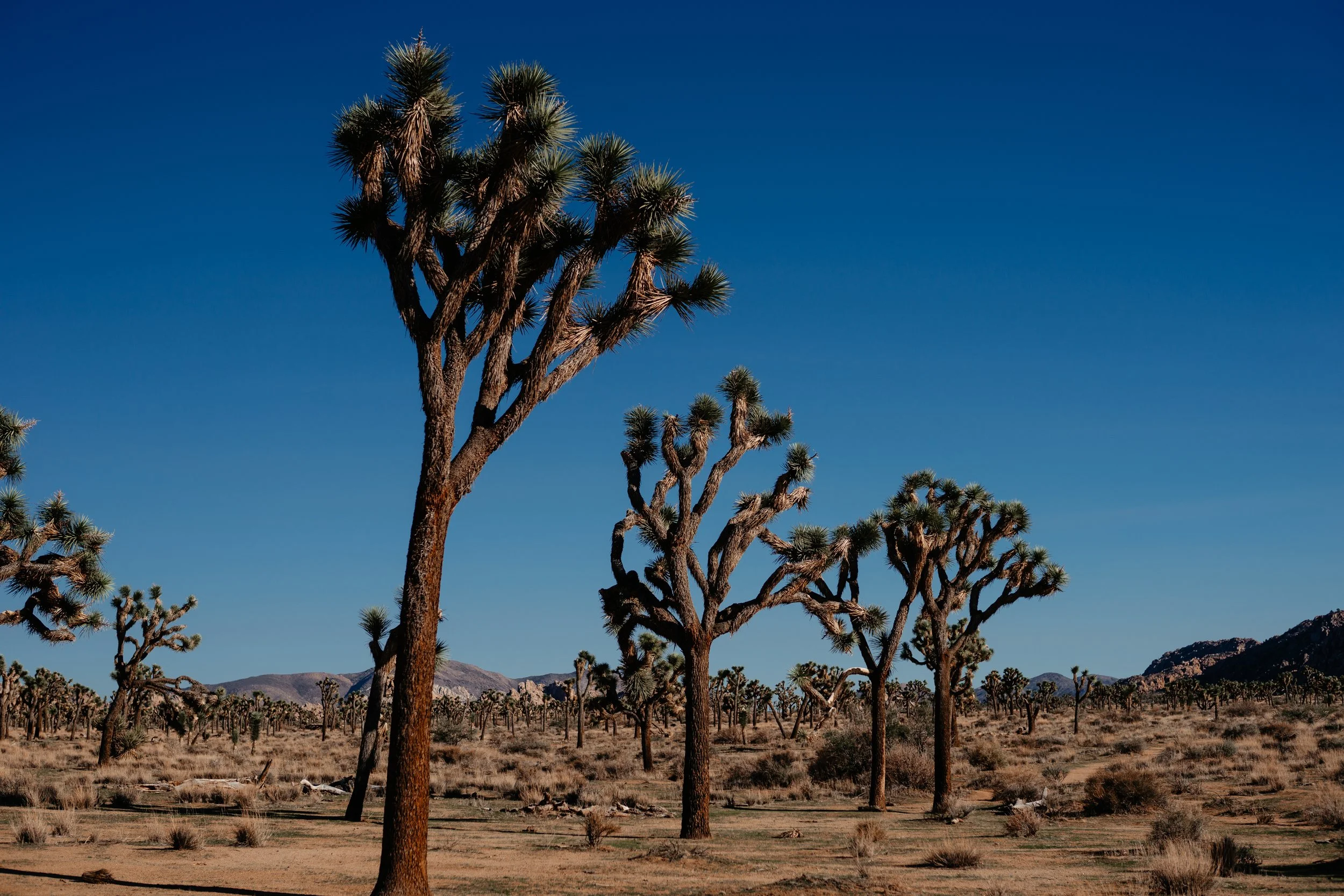 JoshuaTree5.jpg