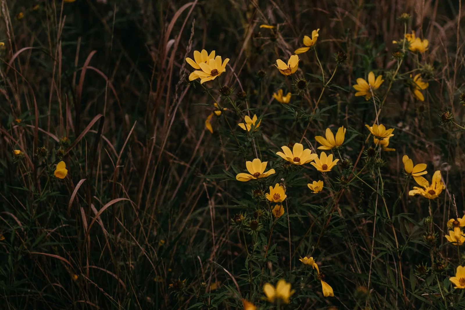 ashLEYstanLEYphotography_Tuleta_Family Session_Fall2024-70.jpg