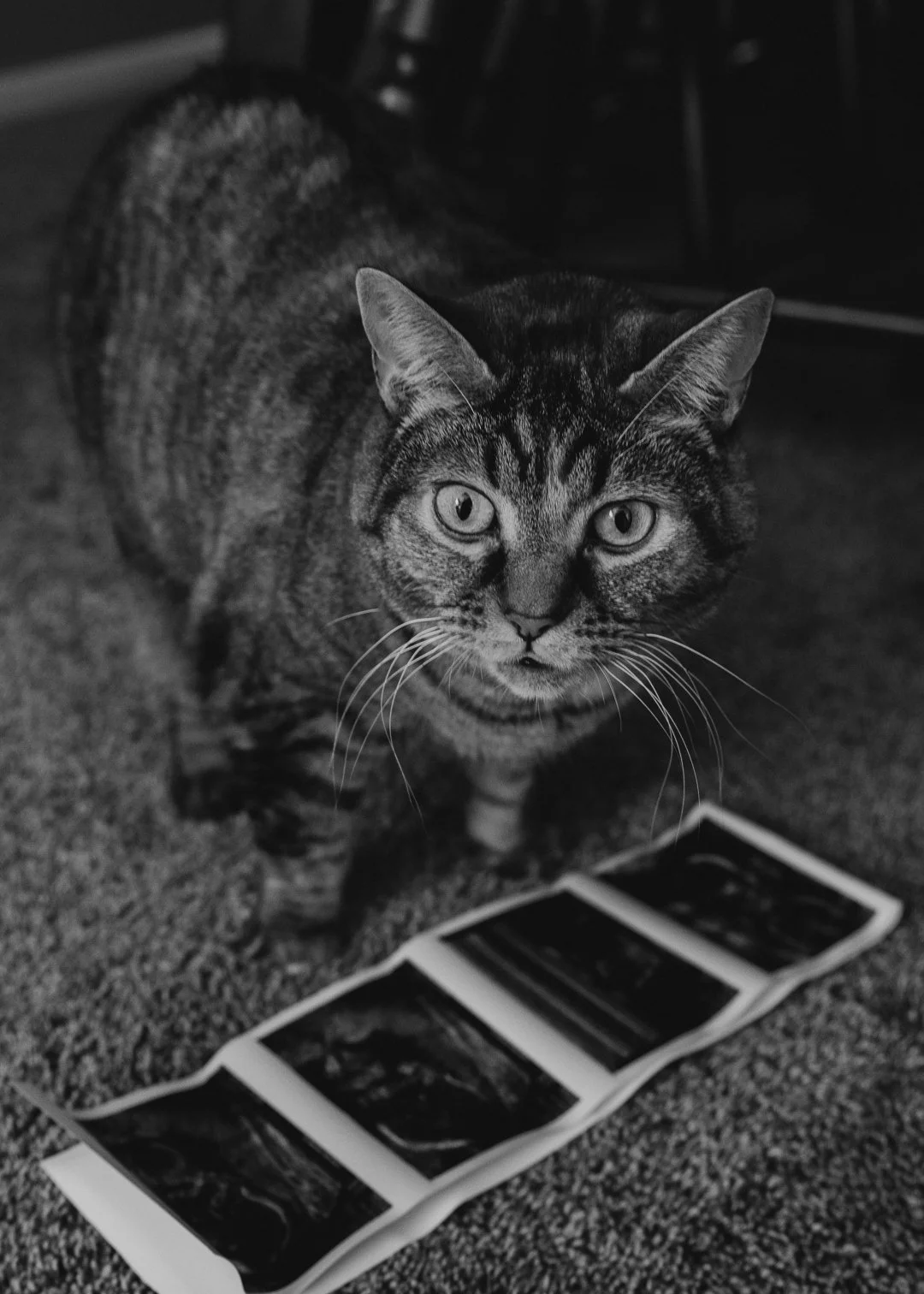 ashLEYstanLEYphotography_Sarah+Cortland_maternity-6_websize (1).jpg