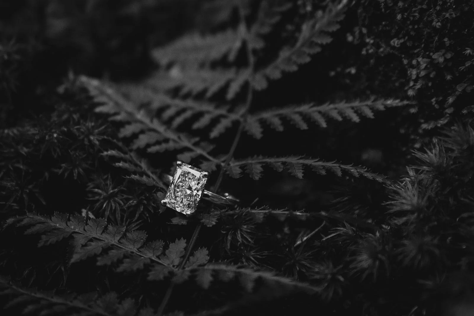 ashLEYstanLEYphotography_CuyahogaValleyNationalPark_Audrey+Nathan_engagement-30.jpg