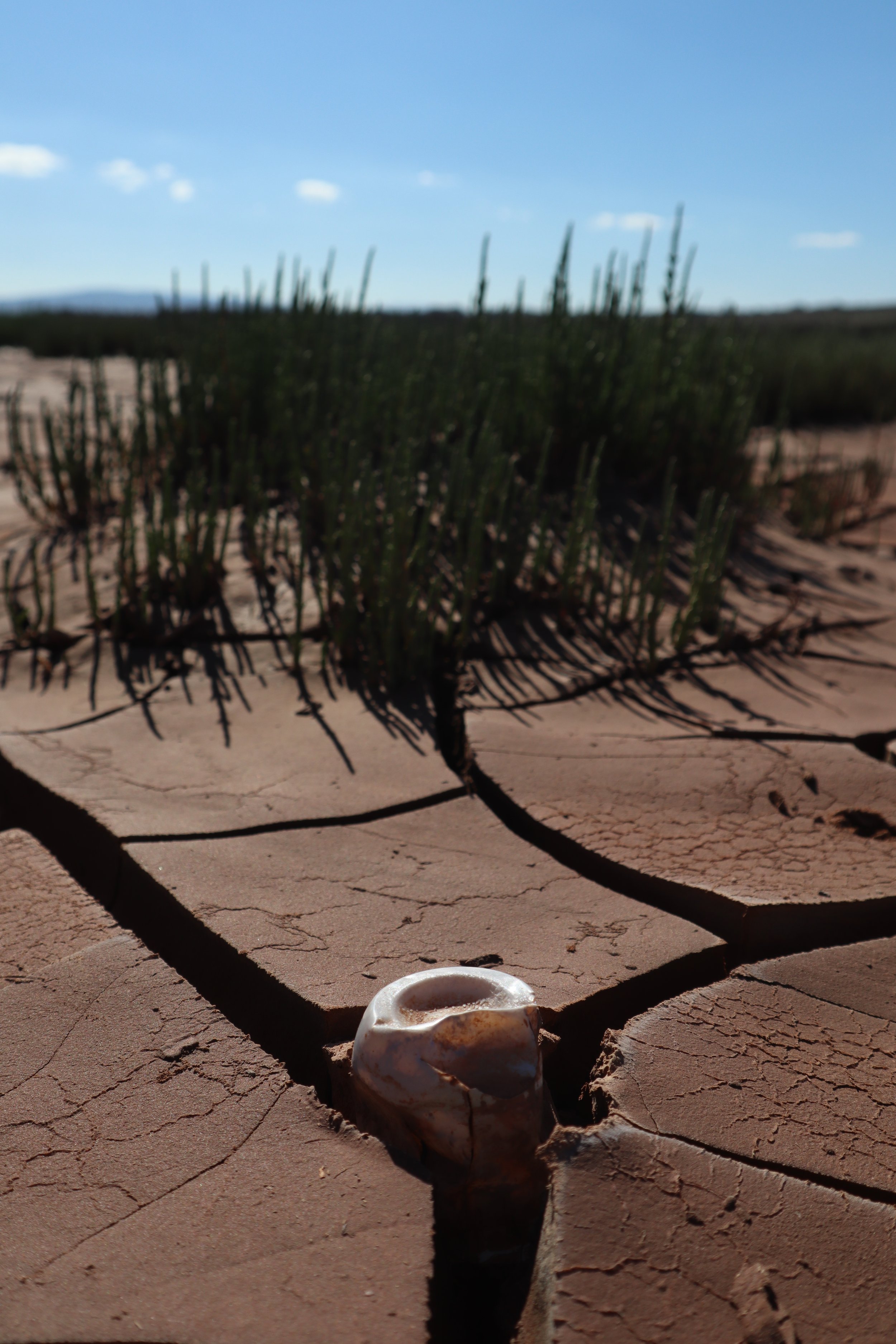 "Growing Problem" Safi, Morocco, 2023