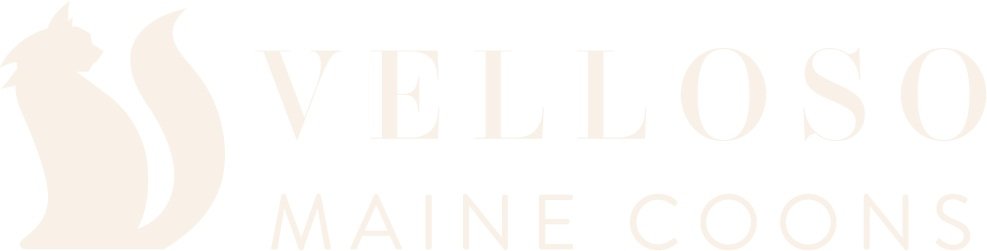 Velloso Maine Coons