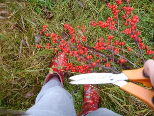 Autumn is the perfect time for wild sourcing bright, vibrant berries