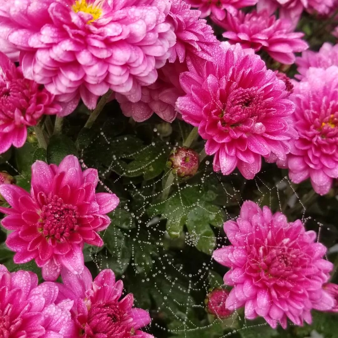 Chrysanthemums are going, pretty spider webs included #falldecor #coolmornings