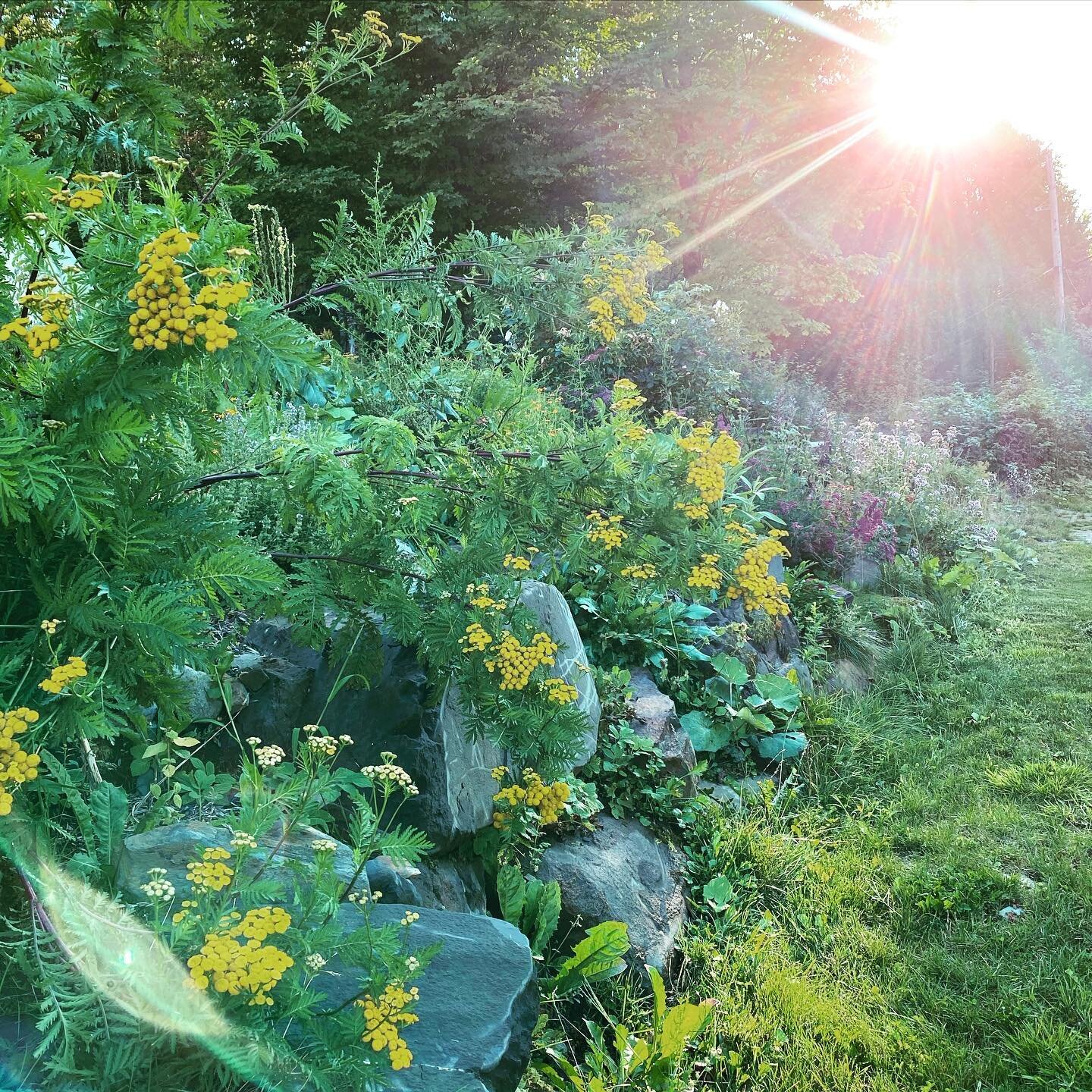 The Sun is sinking low in the sky, deepening its golden glow, and the flowers are bending down to the Earth getting ready for the Big Sleep.

I&rsquo;m sure as hell ready for the big sleep but there&rsquo;s miles to go before  I get that&hellip;so, I