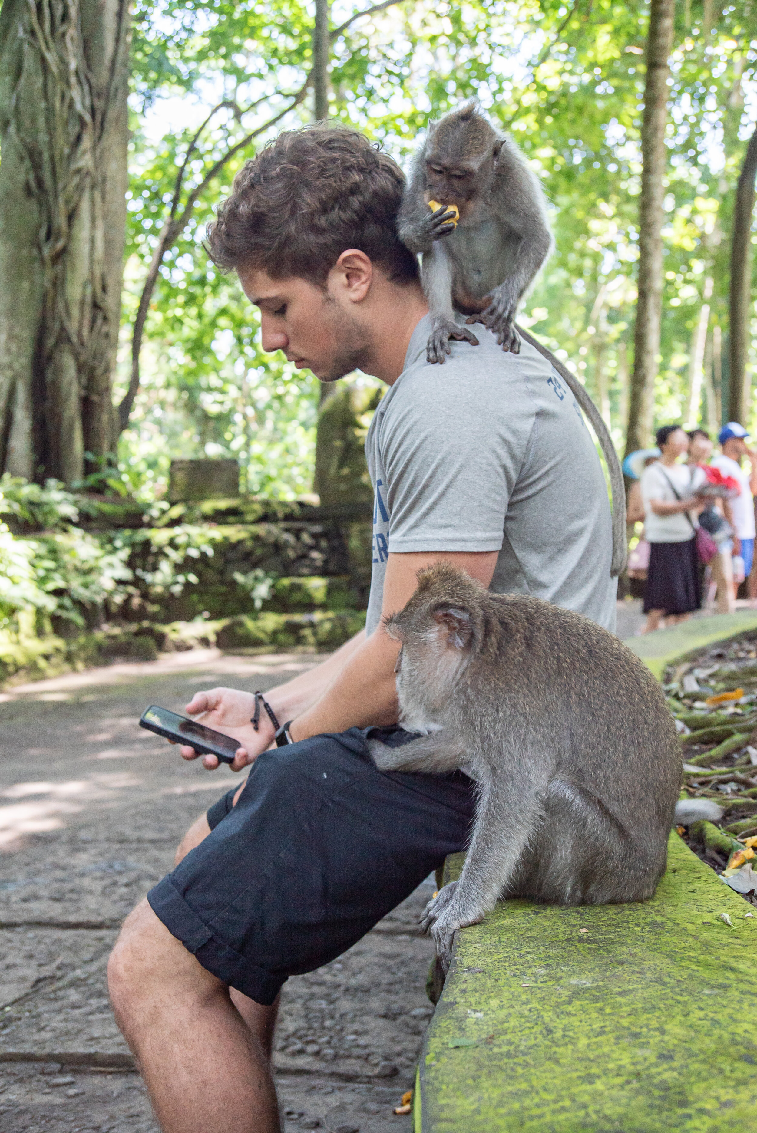 Alex Laplaza on his phone in the Sacred Monkey Forest Sanctuary, Bali | 2017