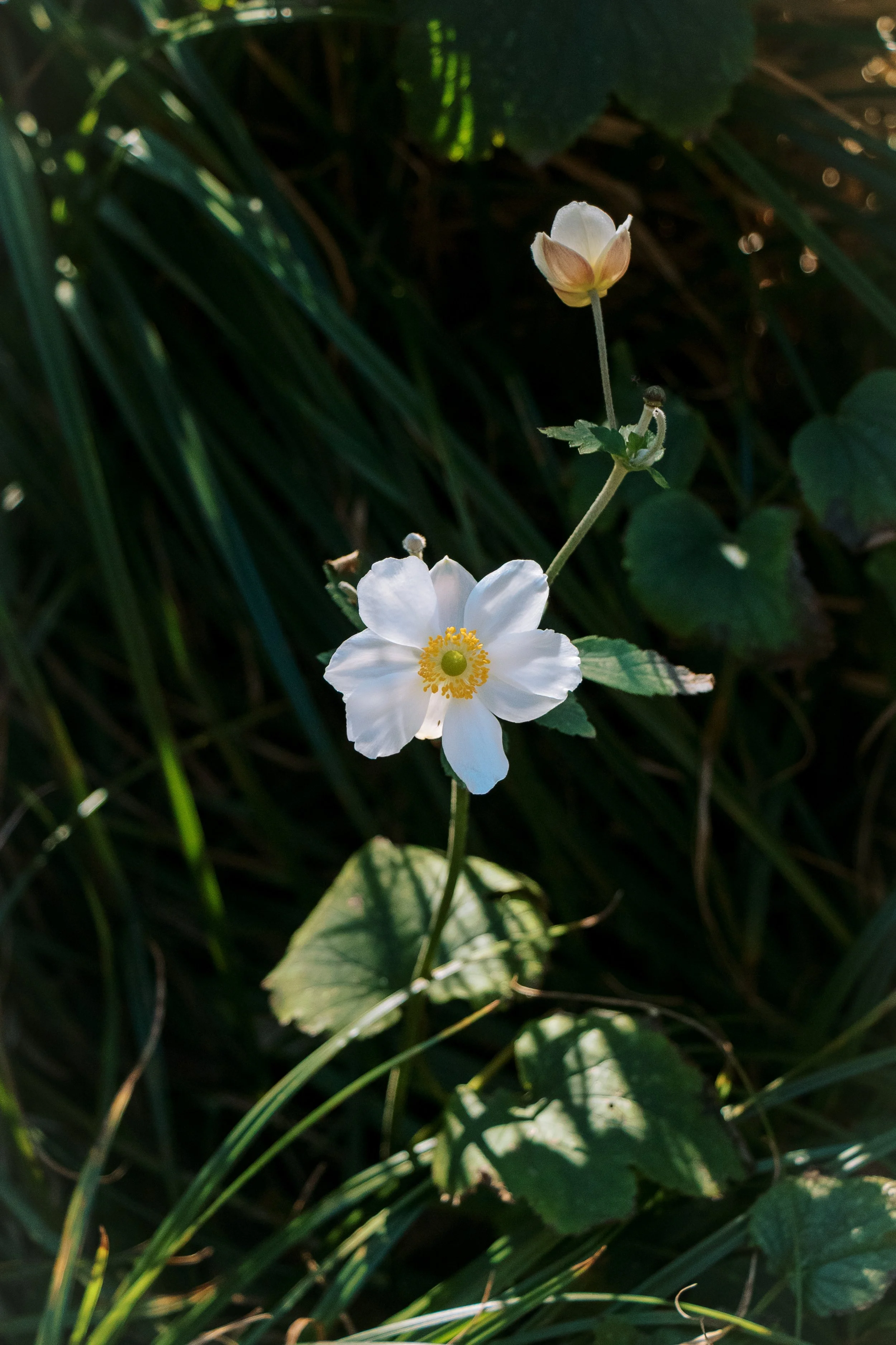 A Flower in the Bushes.jpg