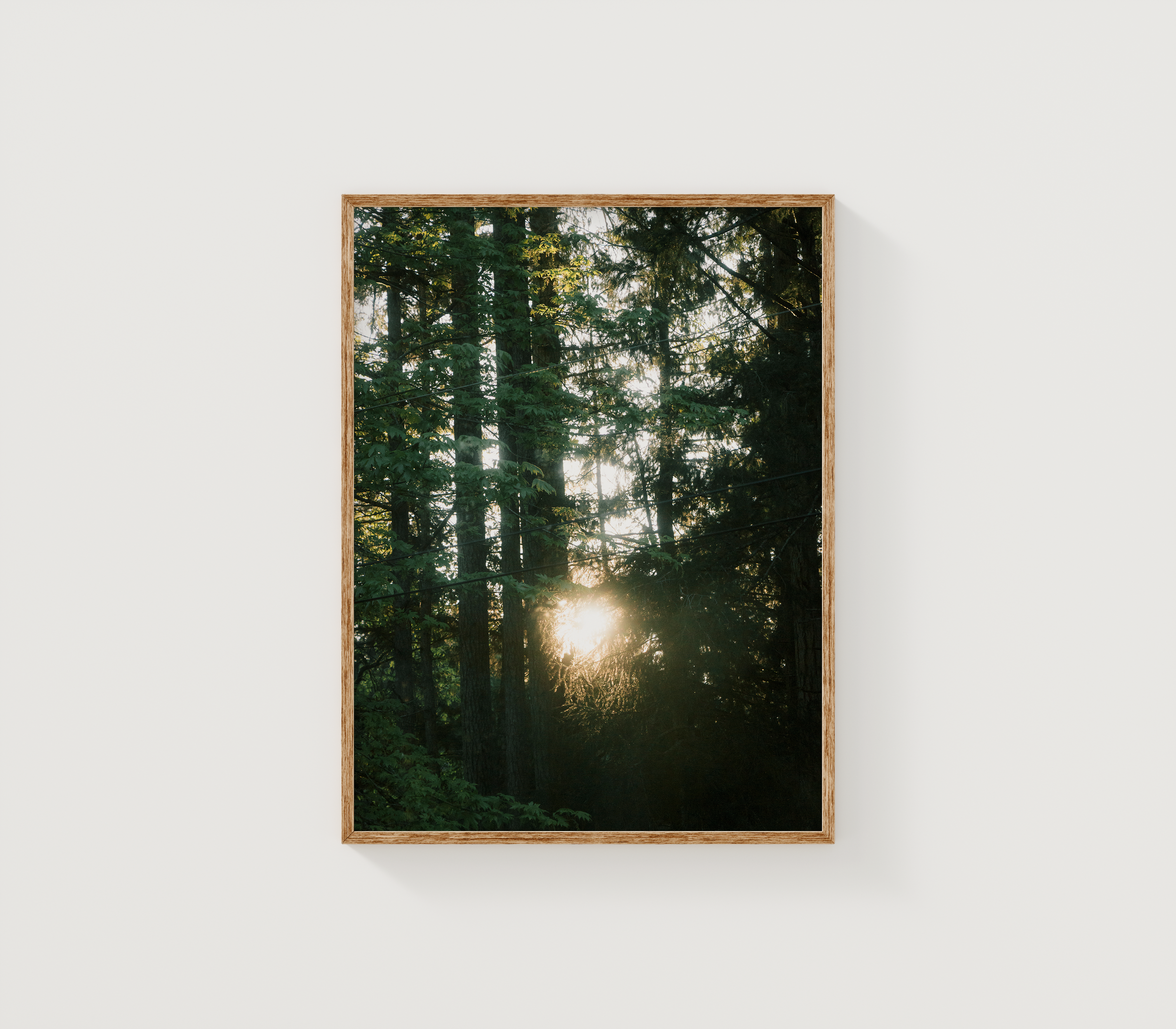 Morning in the Forest 3x4.png