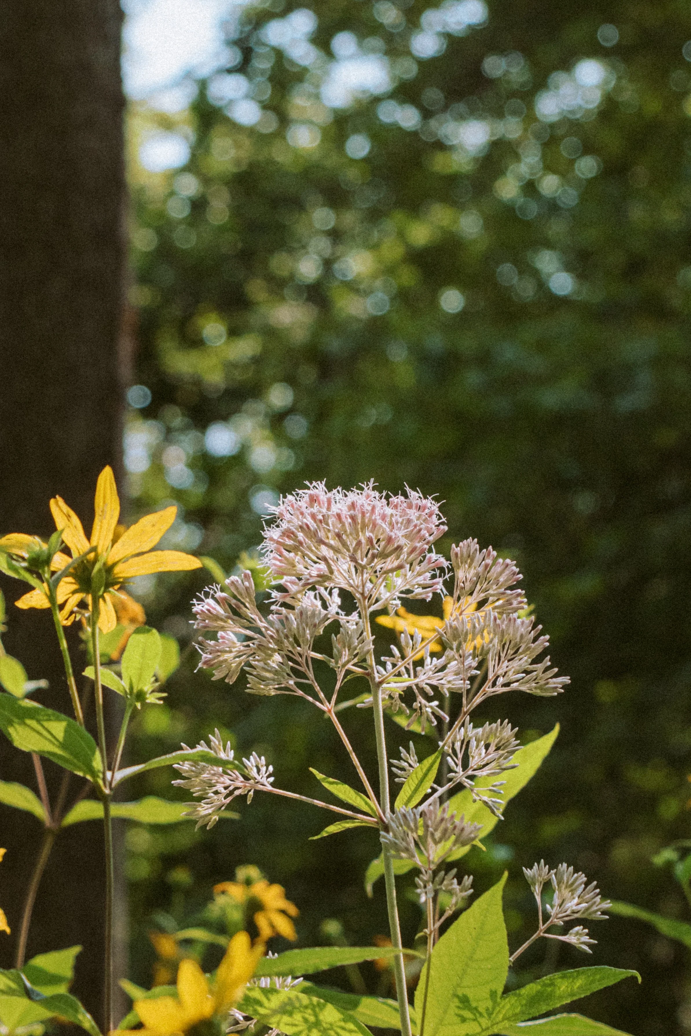 Prairie Flowers.jpg