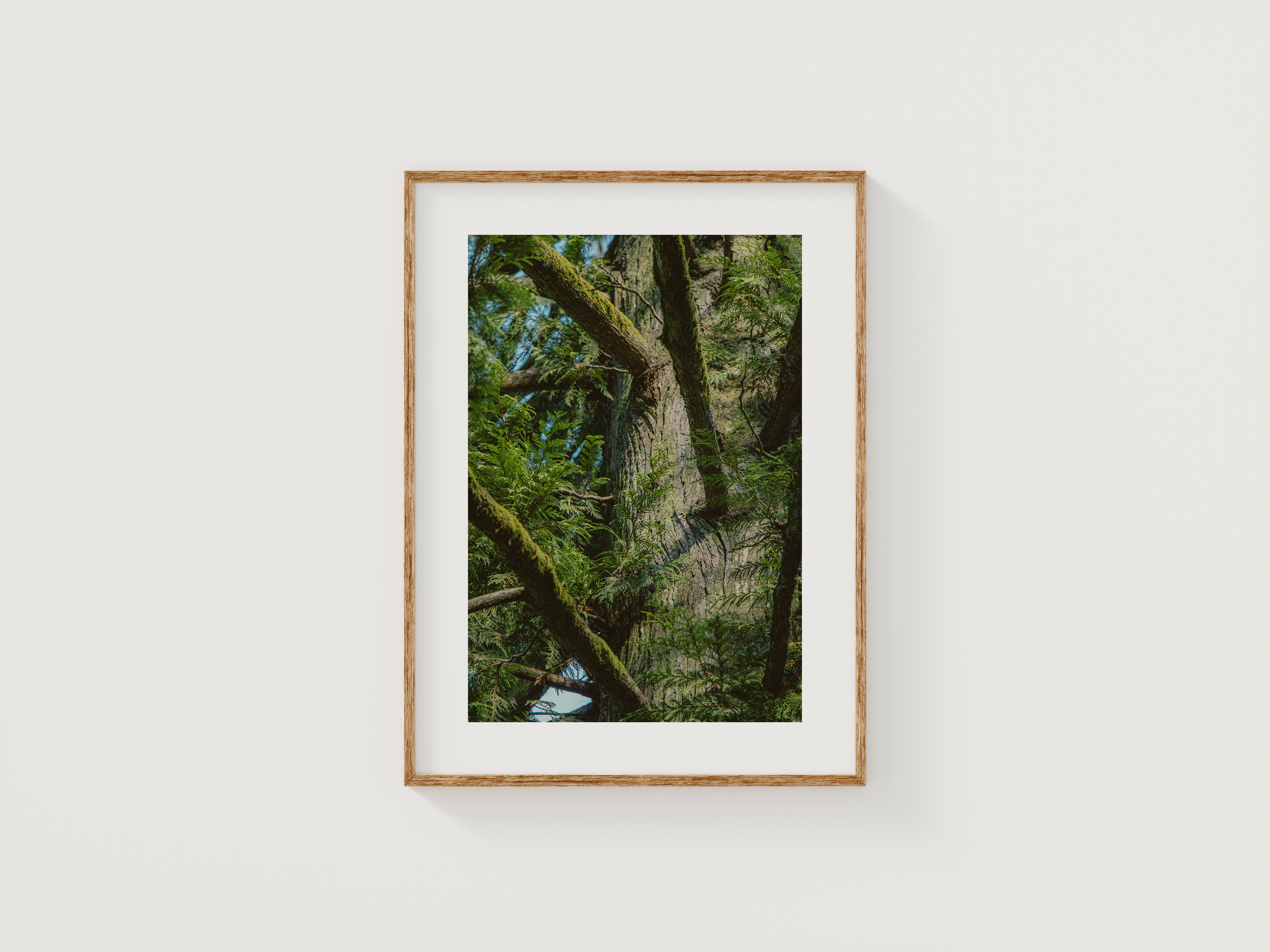Mossy Tree.5x7.Sample.png