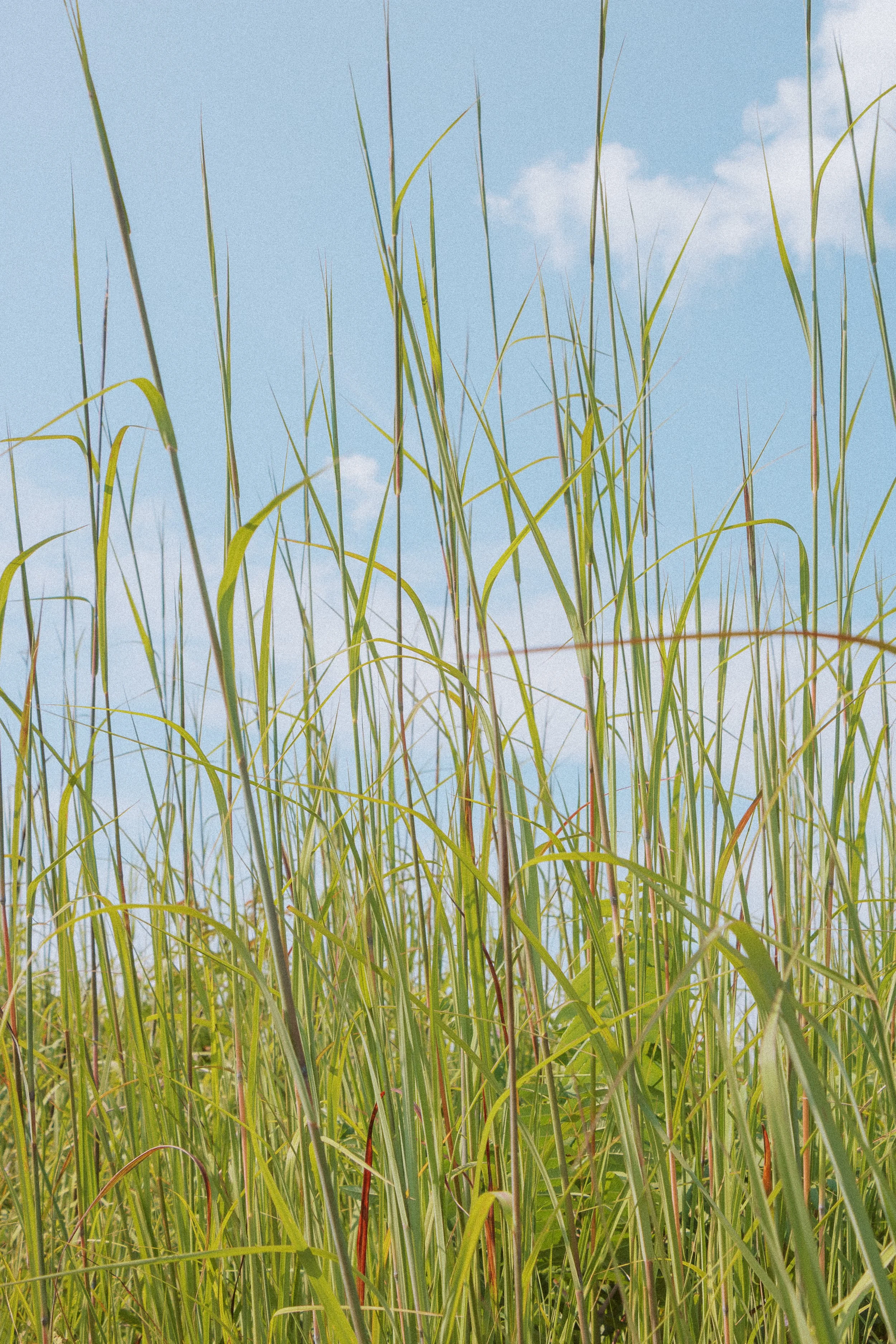 Prairie Grasses