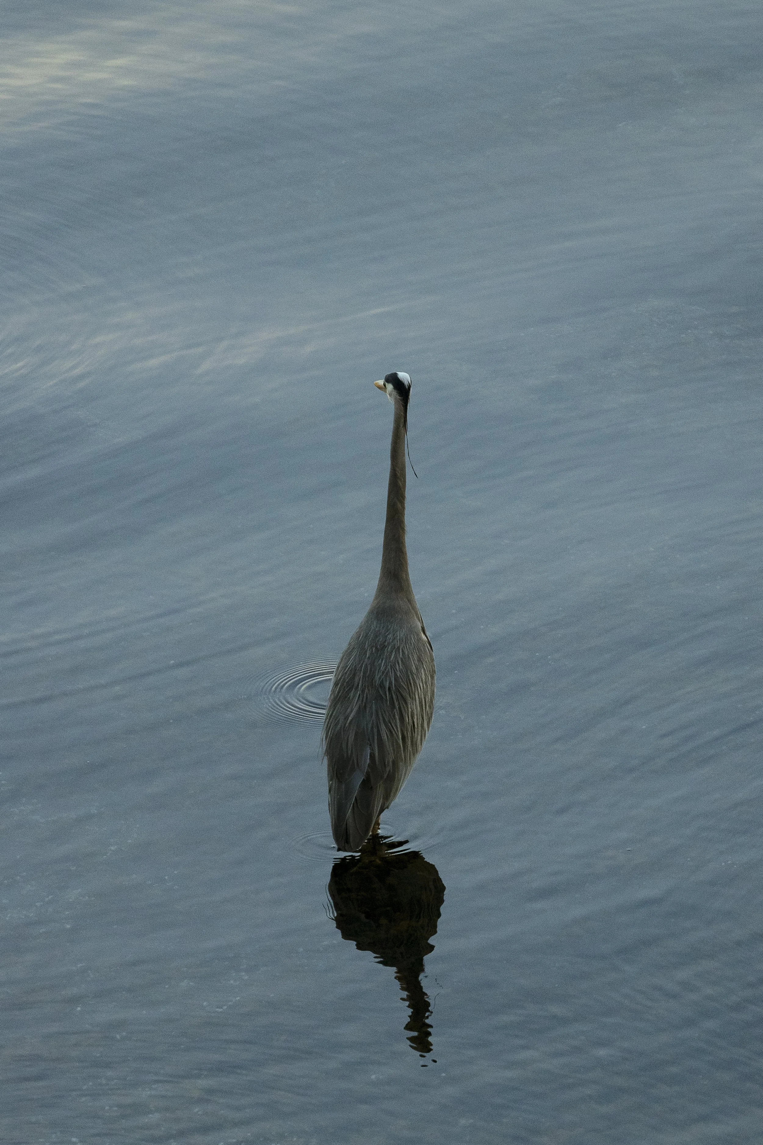 Fishing Heron.2x3.jpg