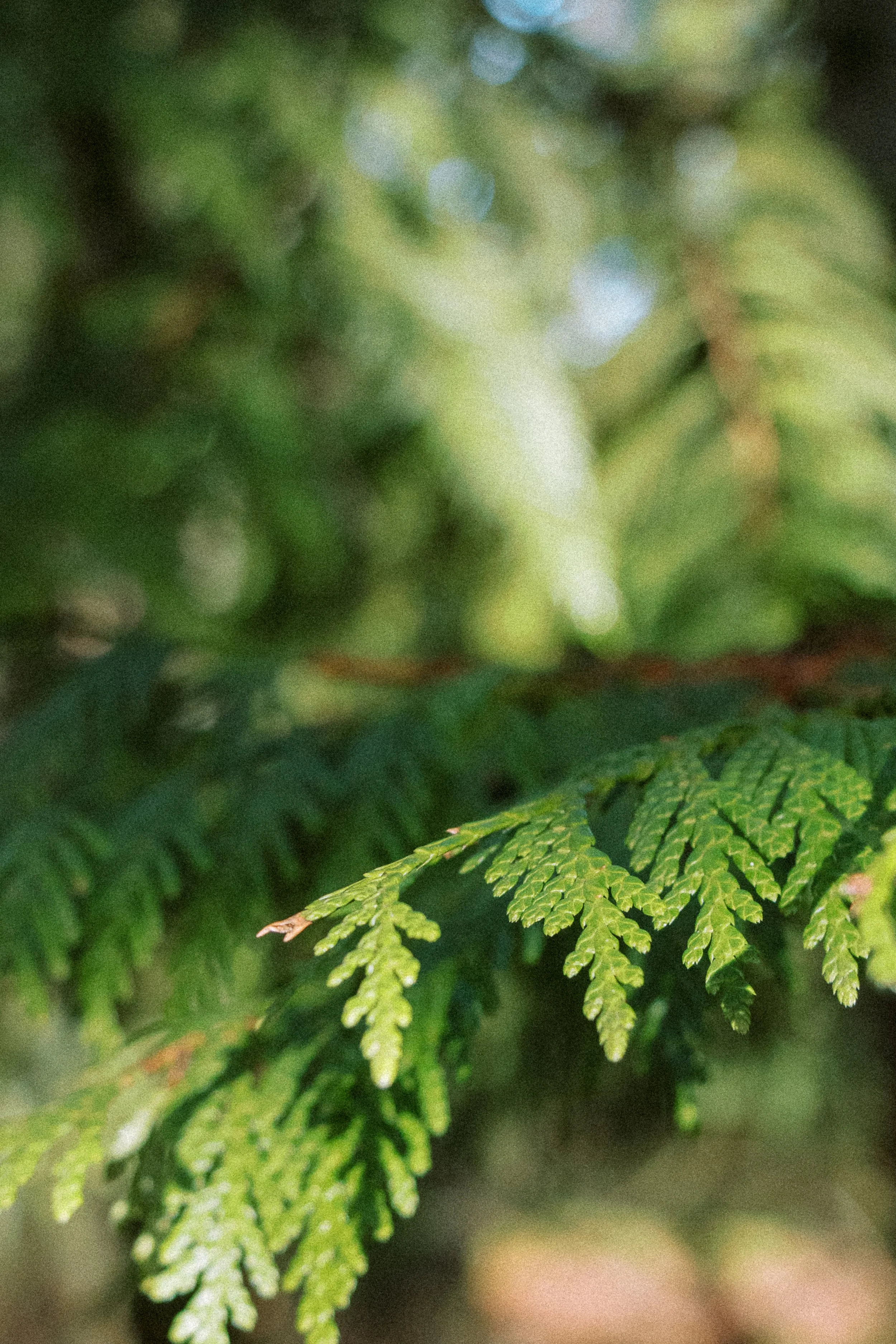 Red Cedar Branch.jpg