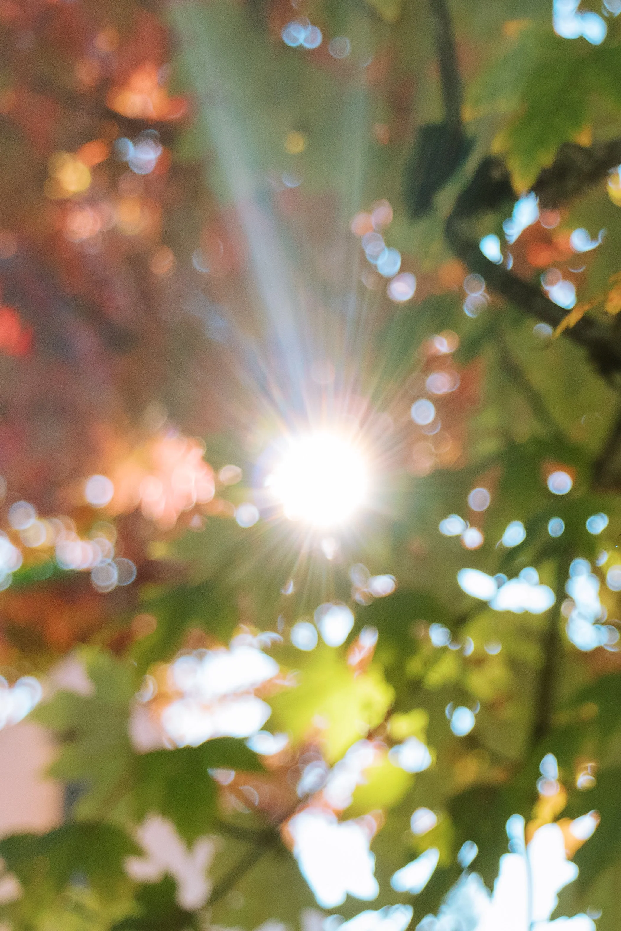 Sun Through Fall Leaes.jpg