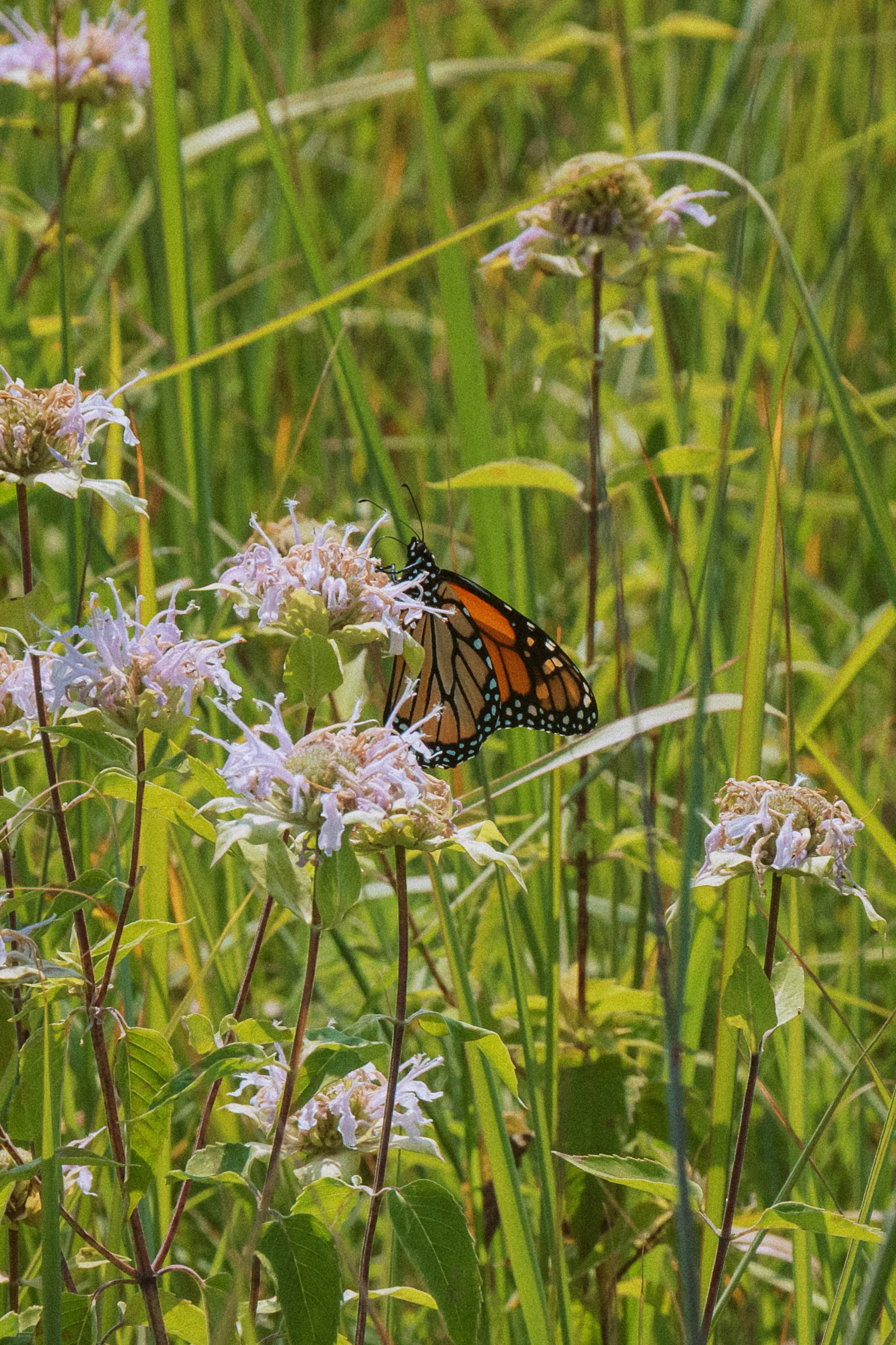 Monarch in the Prairie.jpg