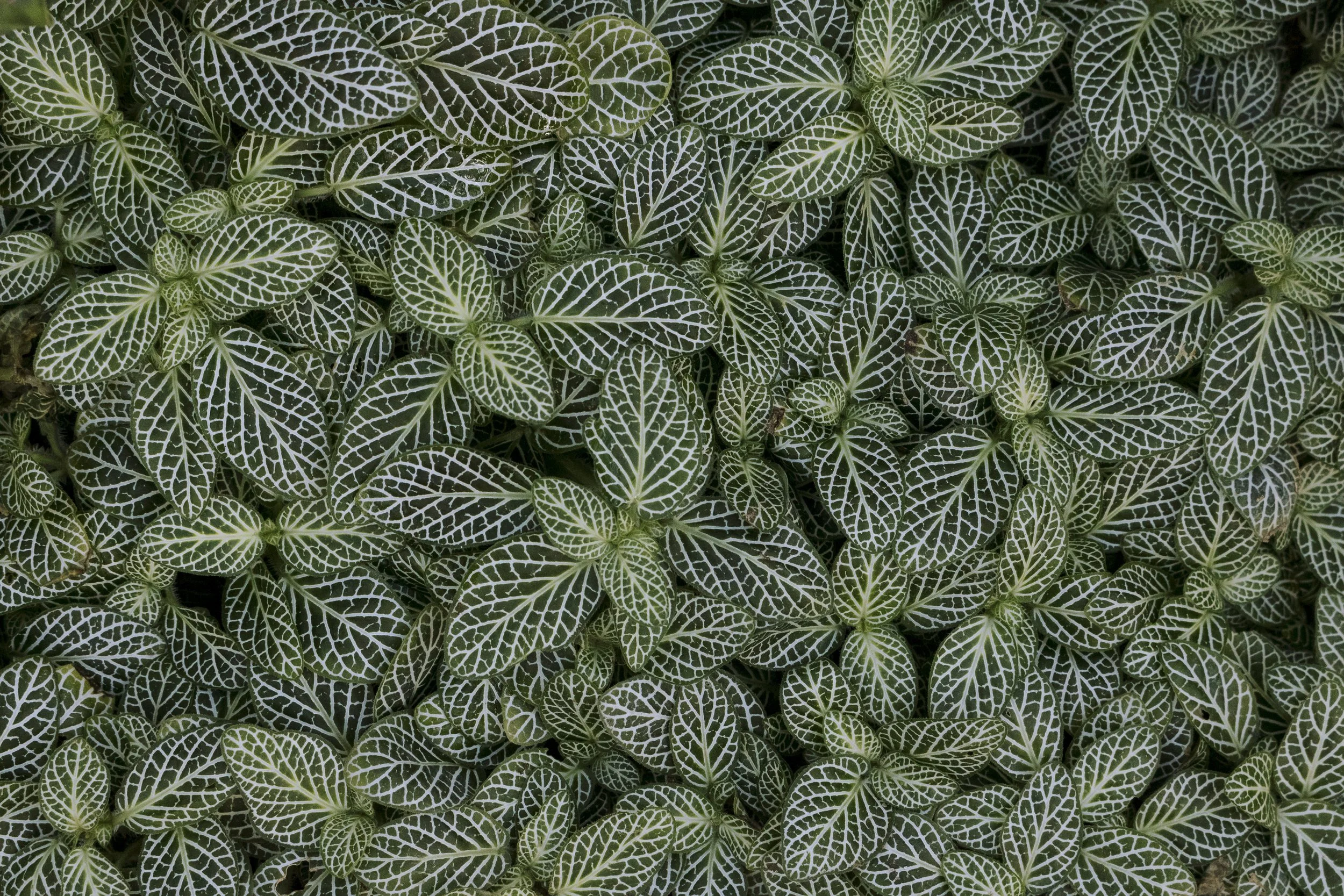 Nerveplant.3x2.jpg