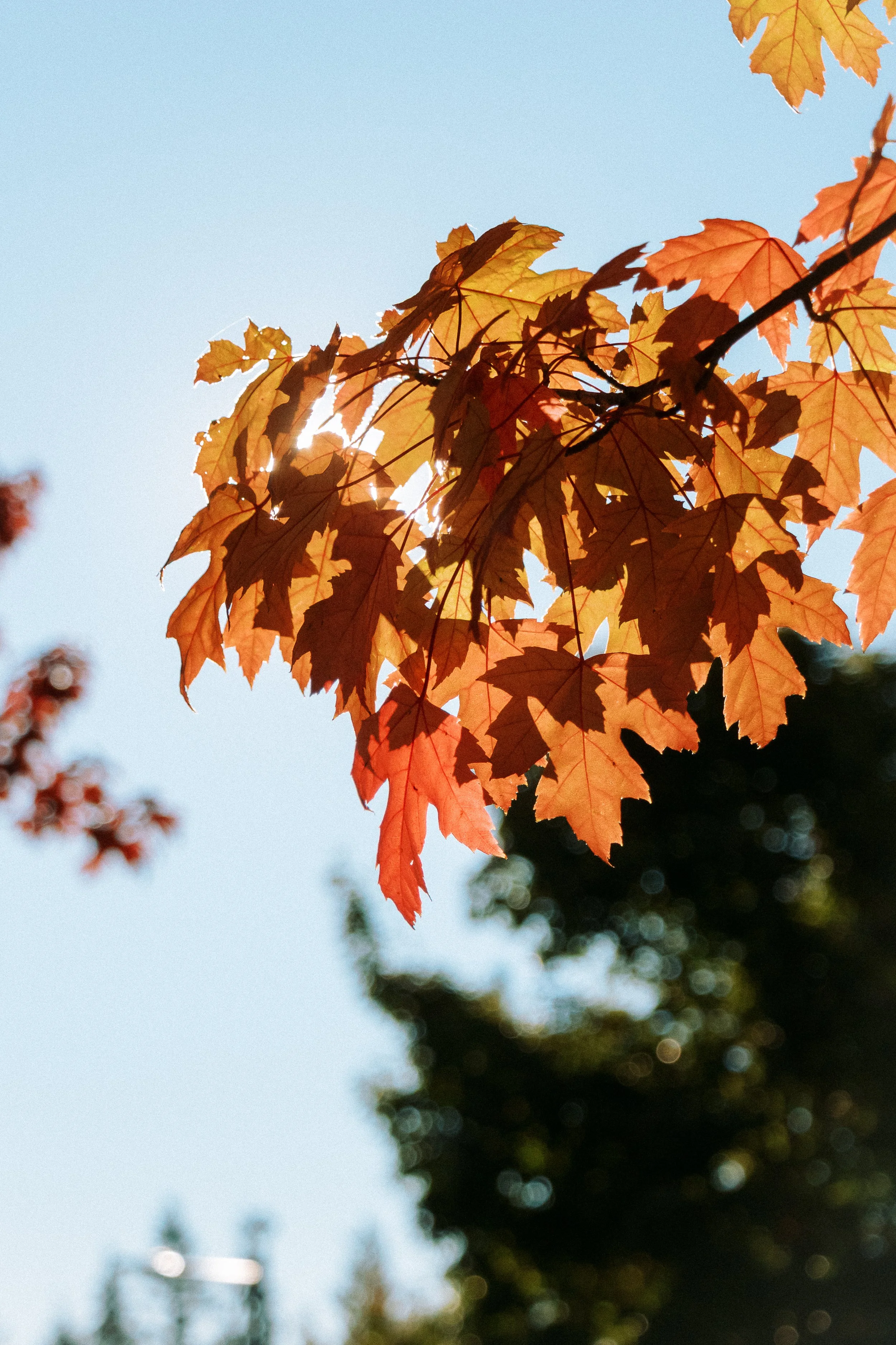 Red Leaves.jpg