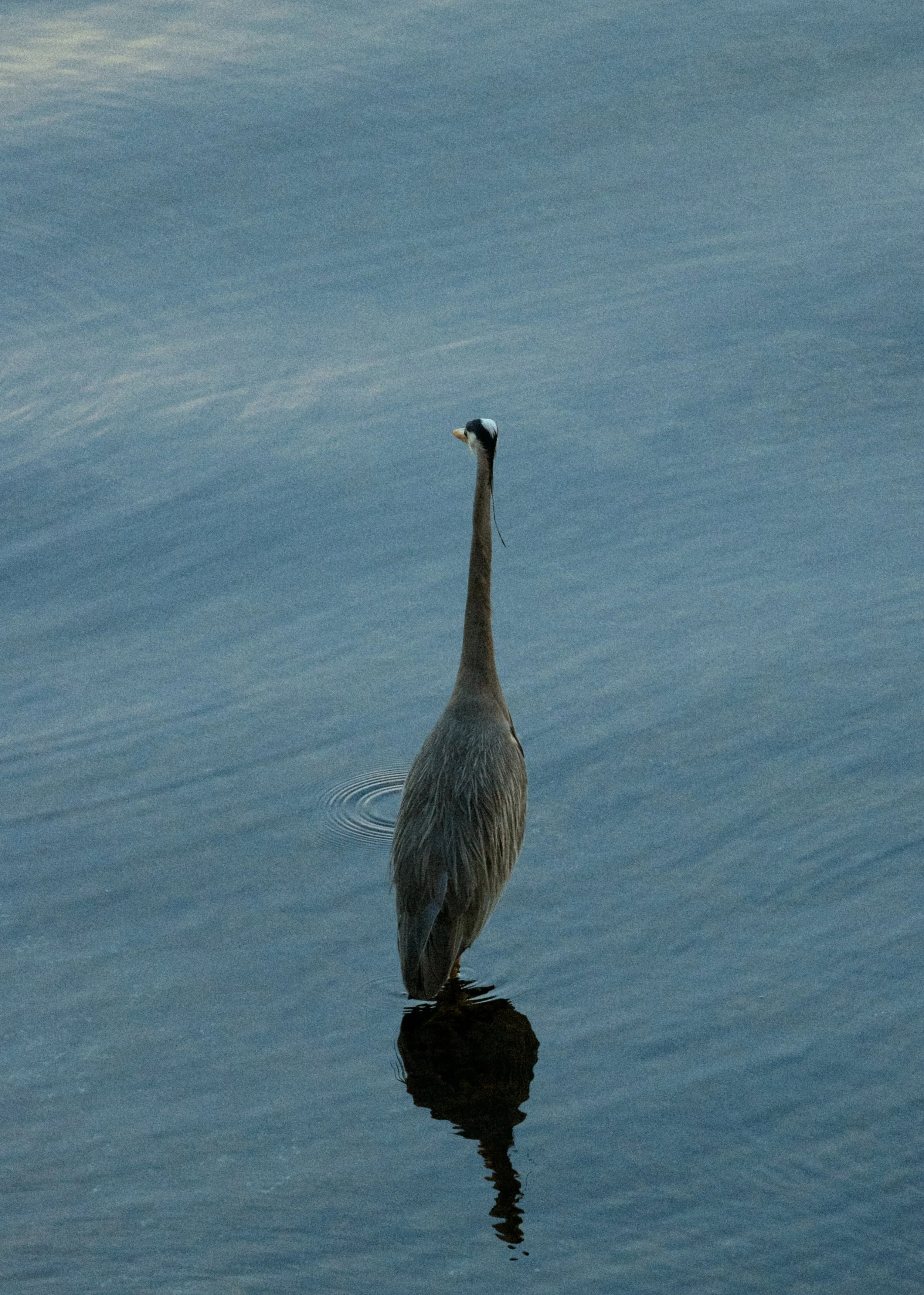 Fishing with a Heron.jpg