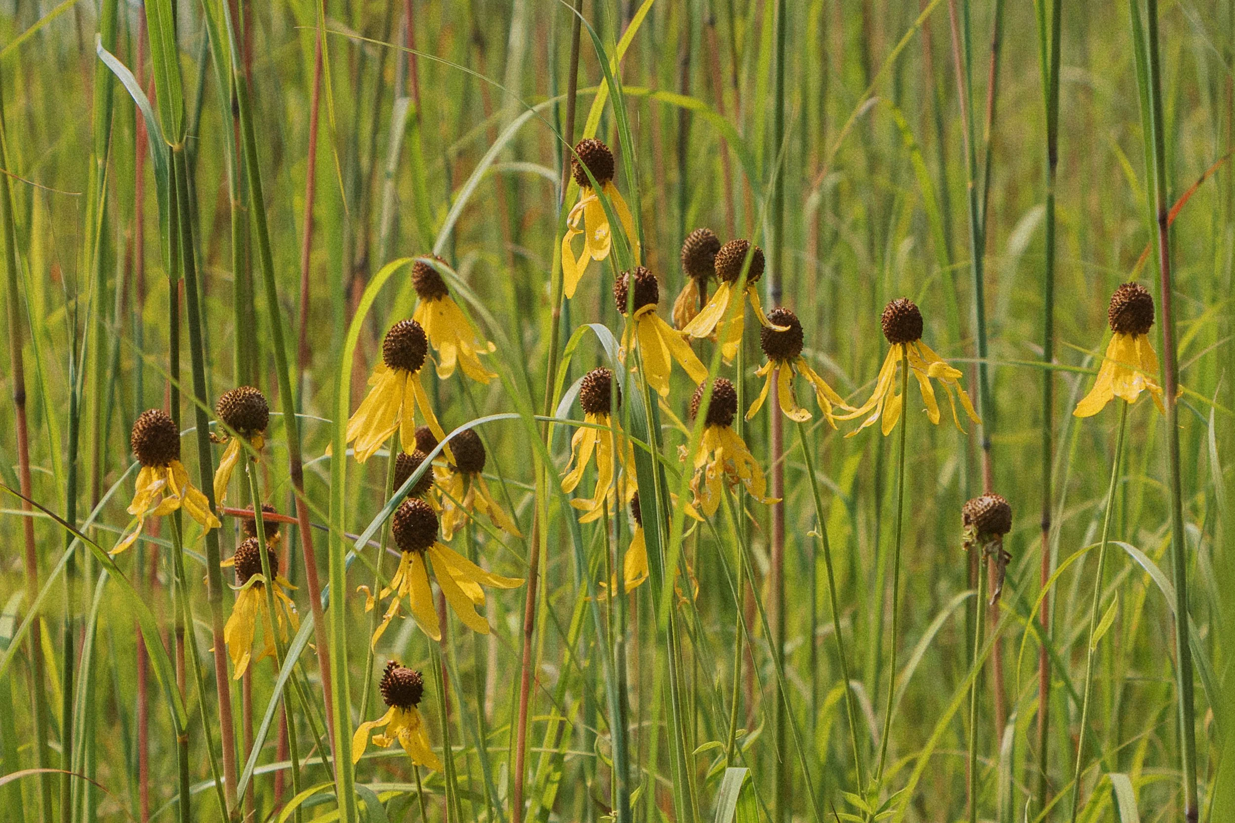 Black-eyed Susans