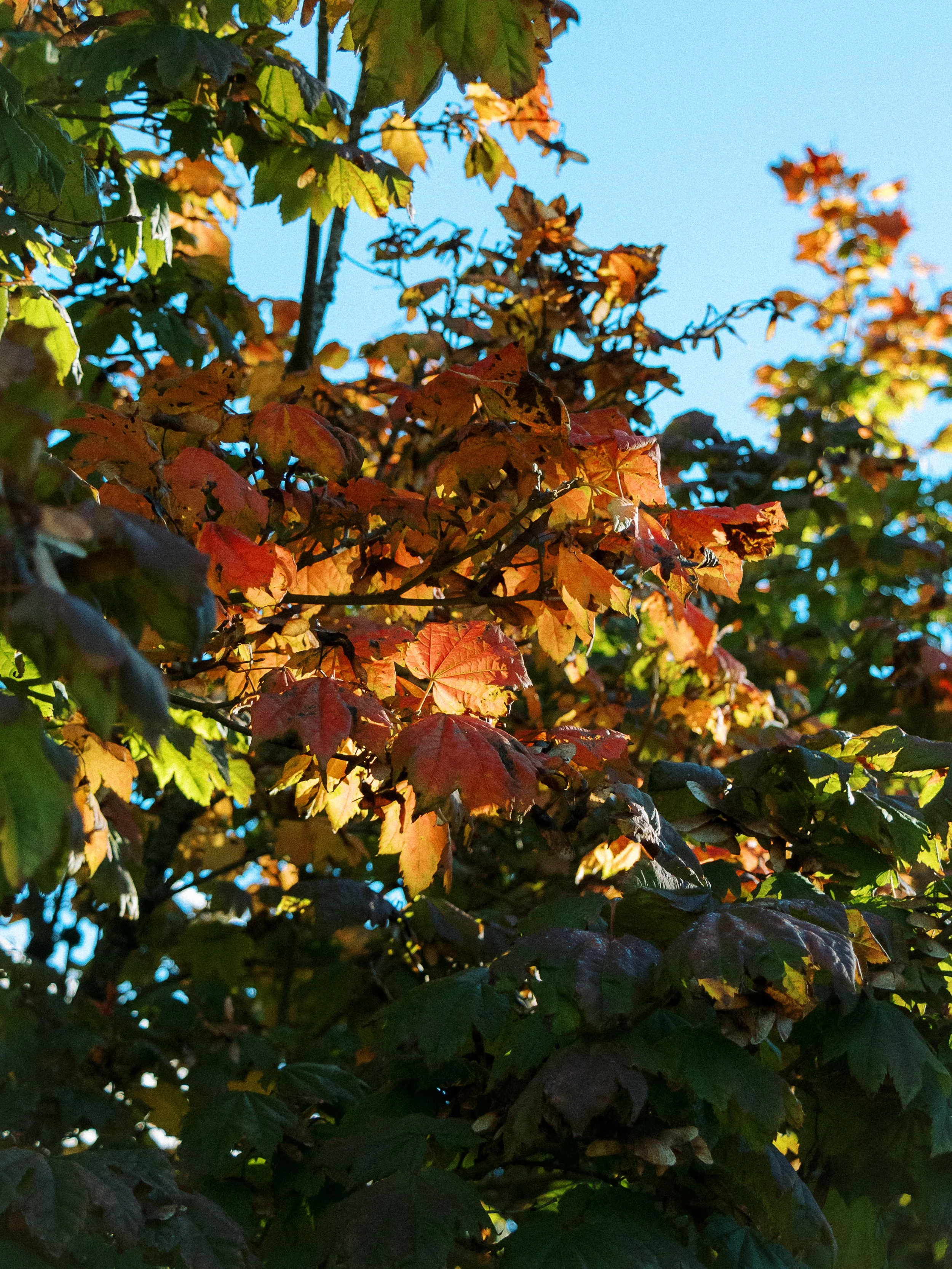 A Glimpse of Fall.jpg