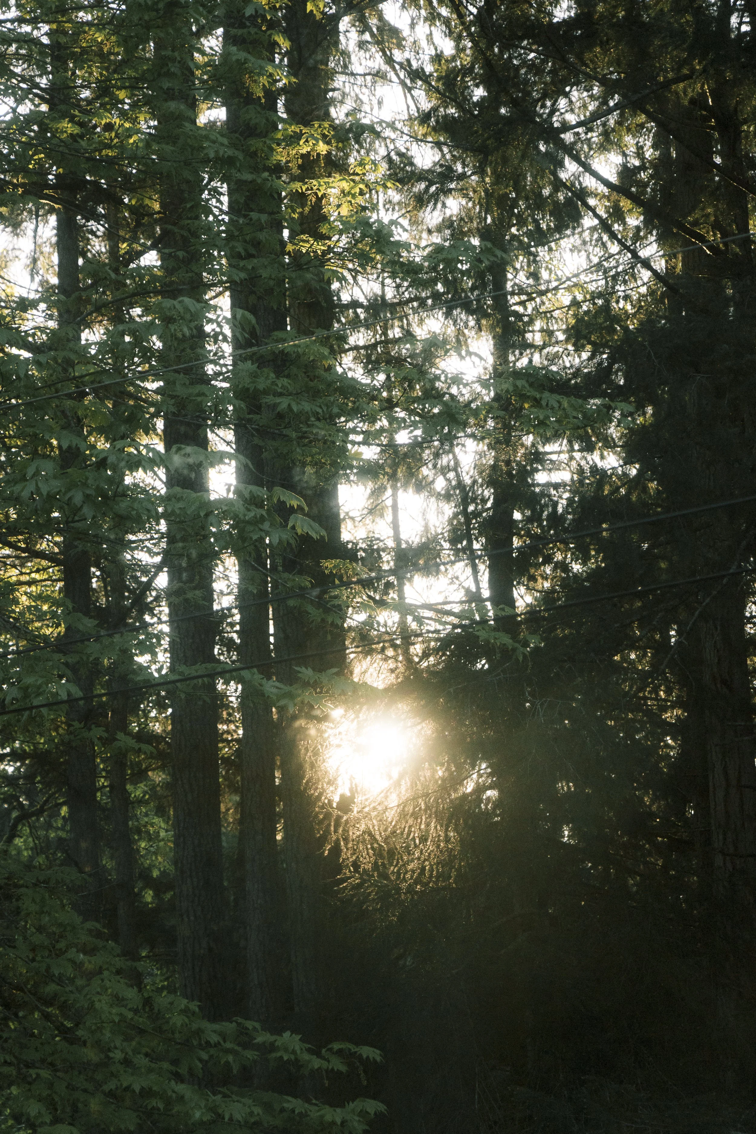 Morning in the Forest.2x3.jpg