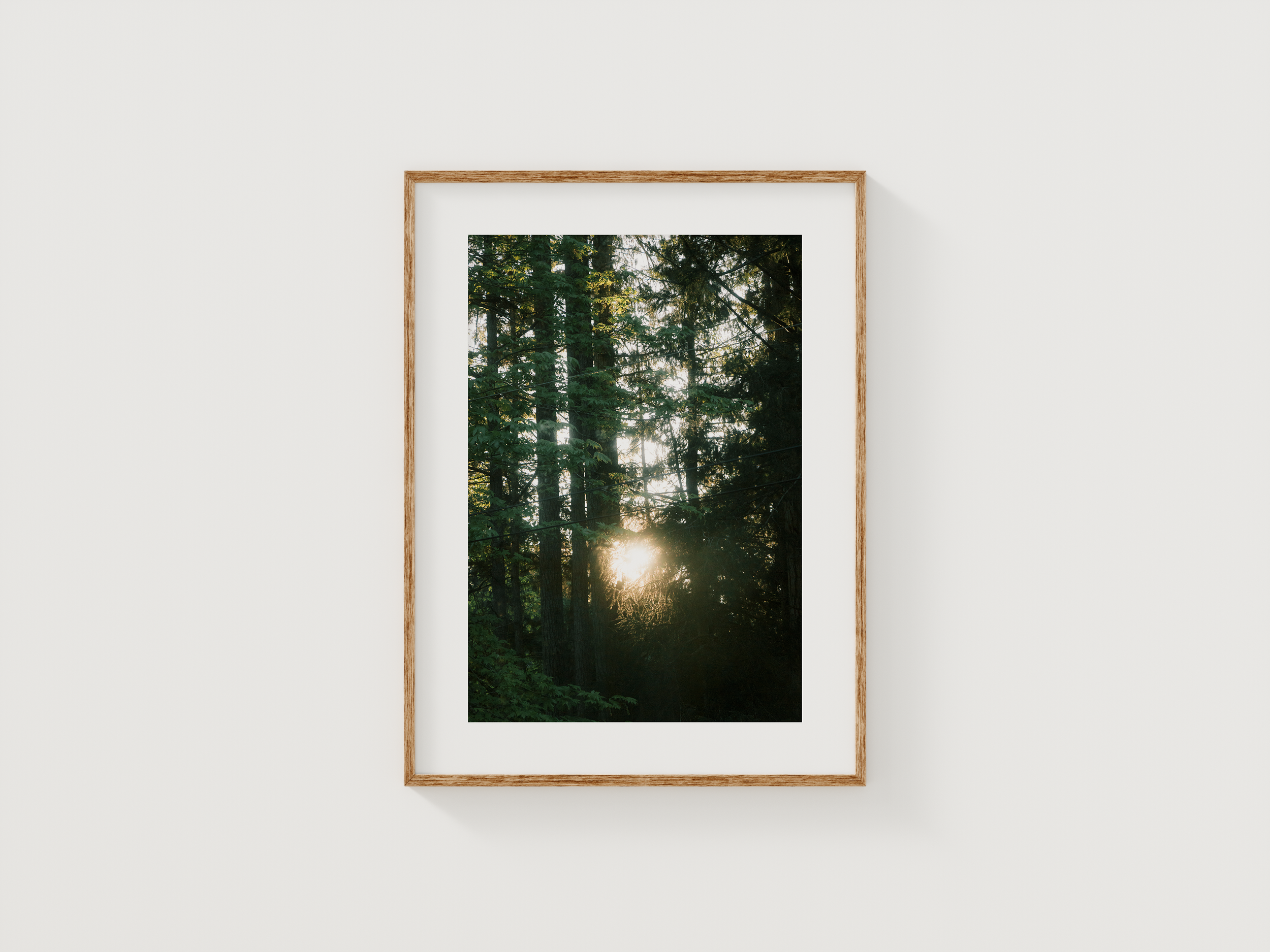 5x7 Morning in the Forest.png