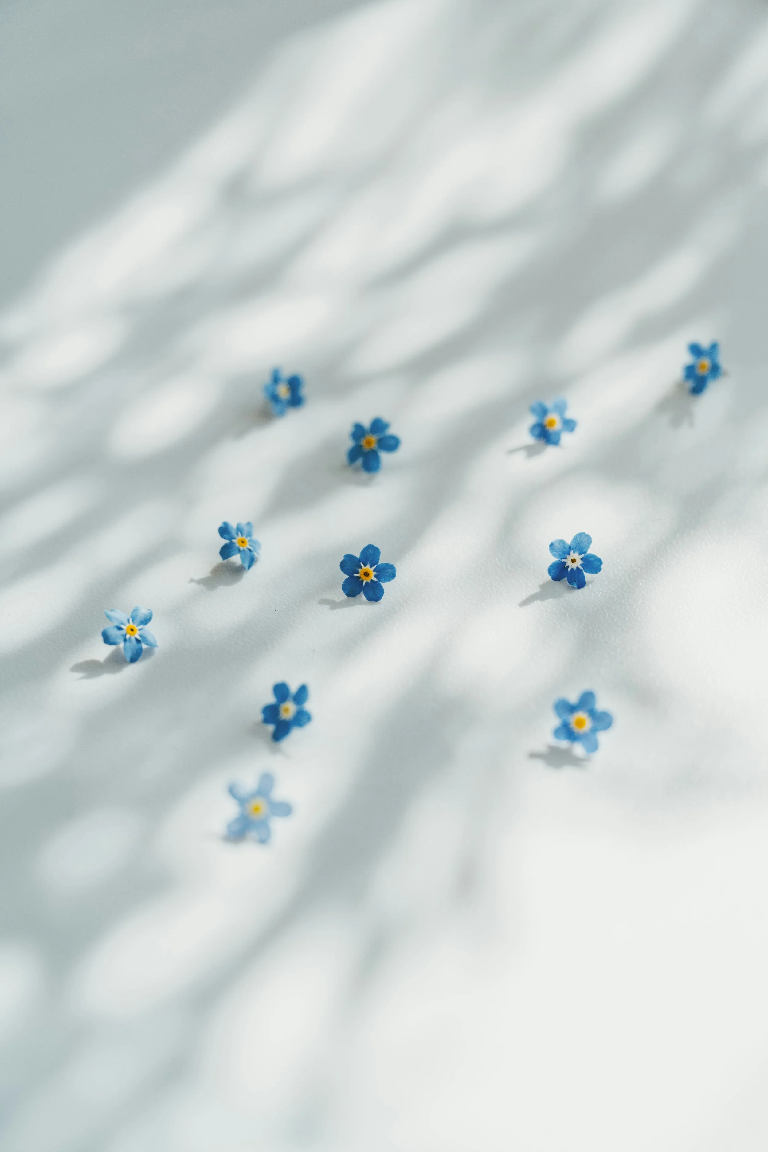 forget me nots on white background