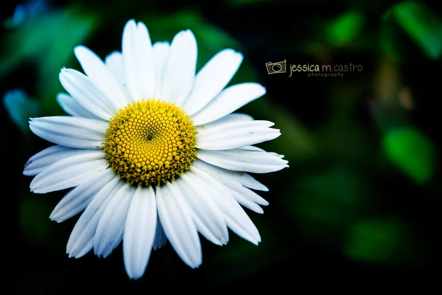 8 loves me... loves me not.jpg