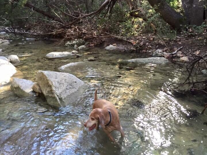 Turkey Creek Trail Hike